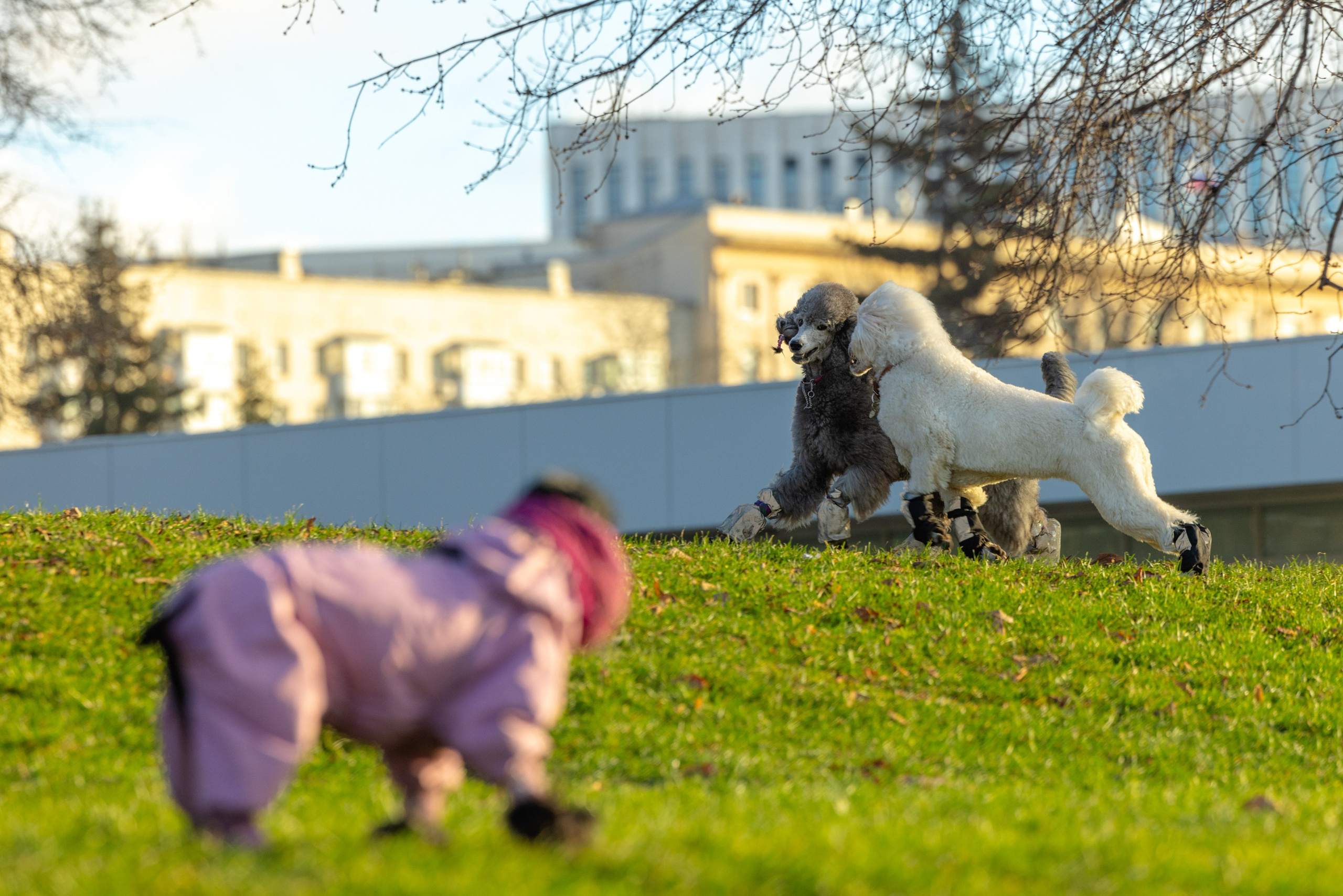 Клуб грумеров (прогулка и семинары). Виктория Зудина — фотограф в Москве