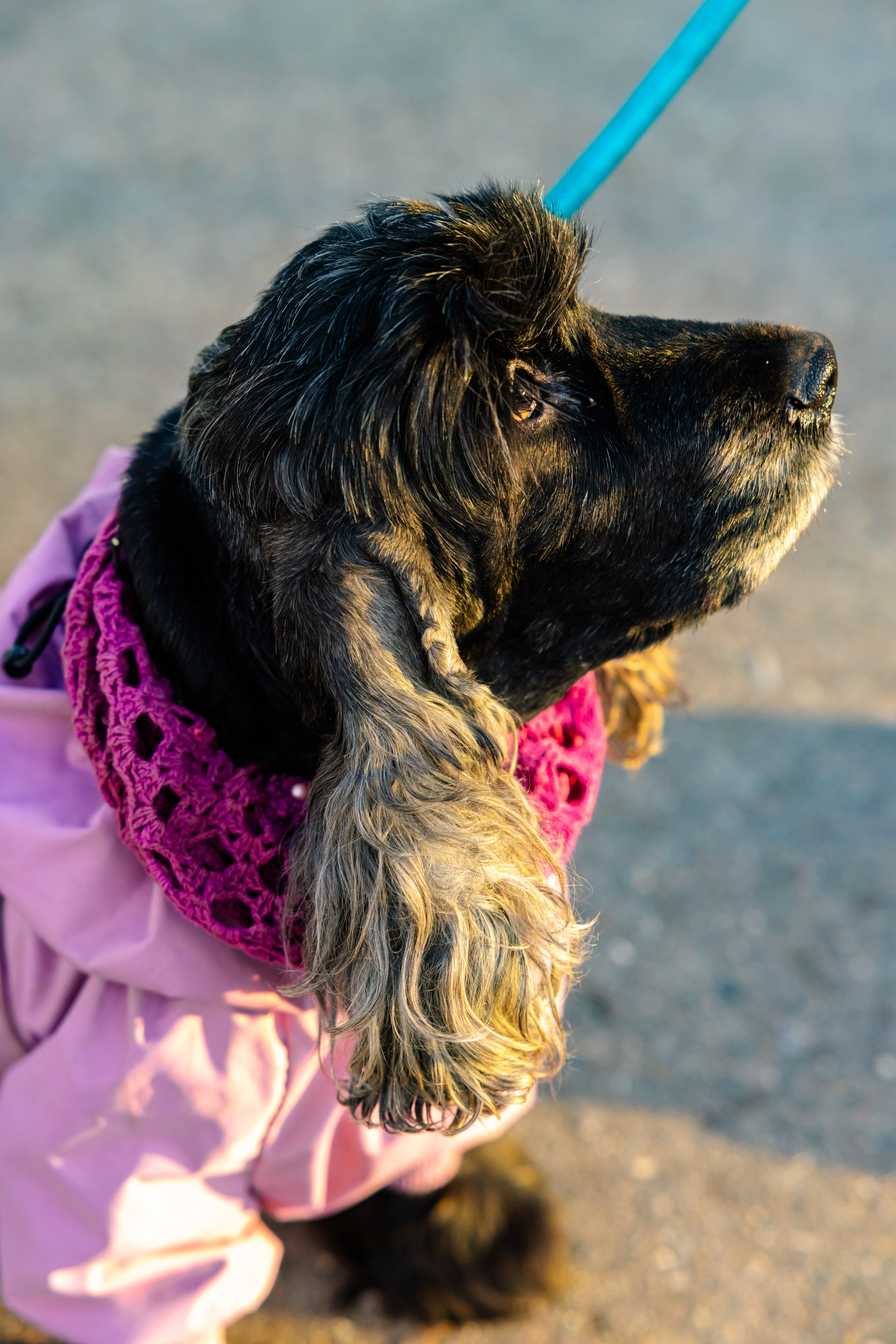 Клуб грумеров (прогулка и семинары). Виктория Зудина — фотограф в Москве