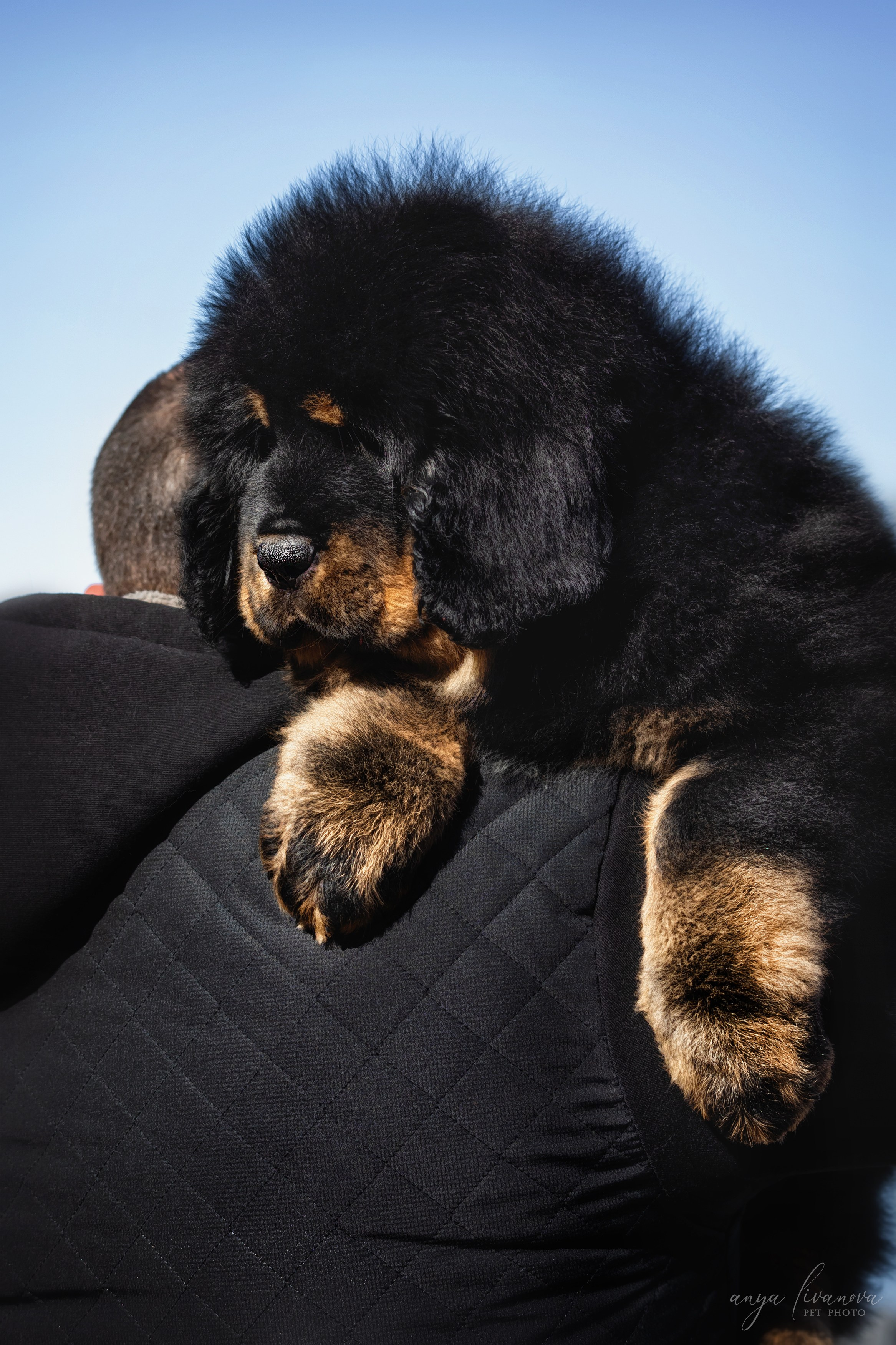 Тибеты. Фотограф анималист Аня Ливанова | Рыбинск