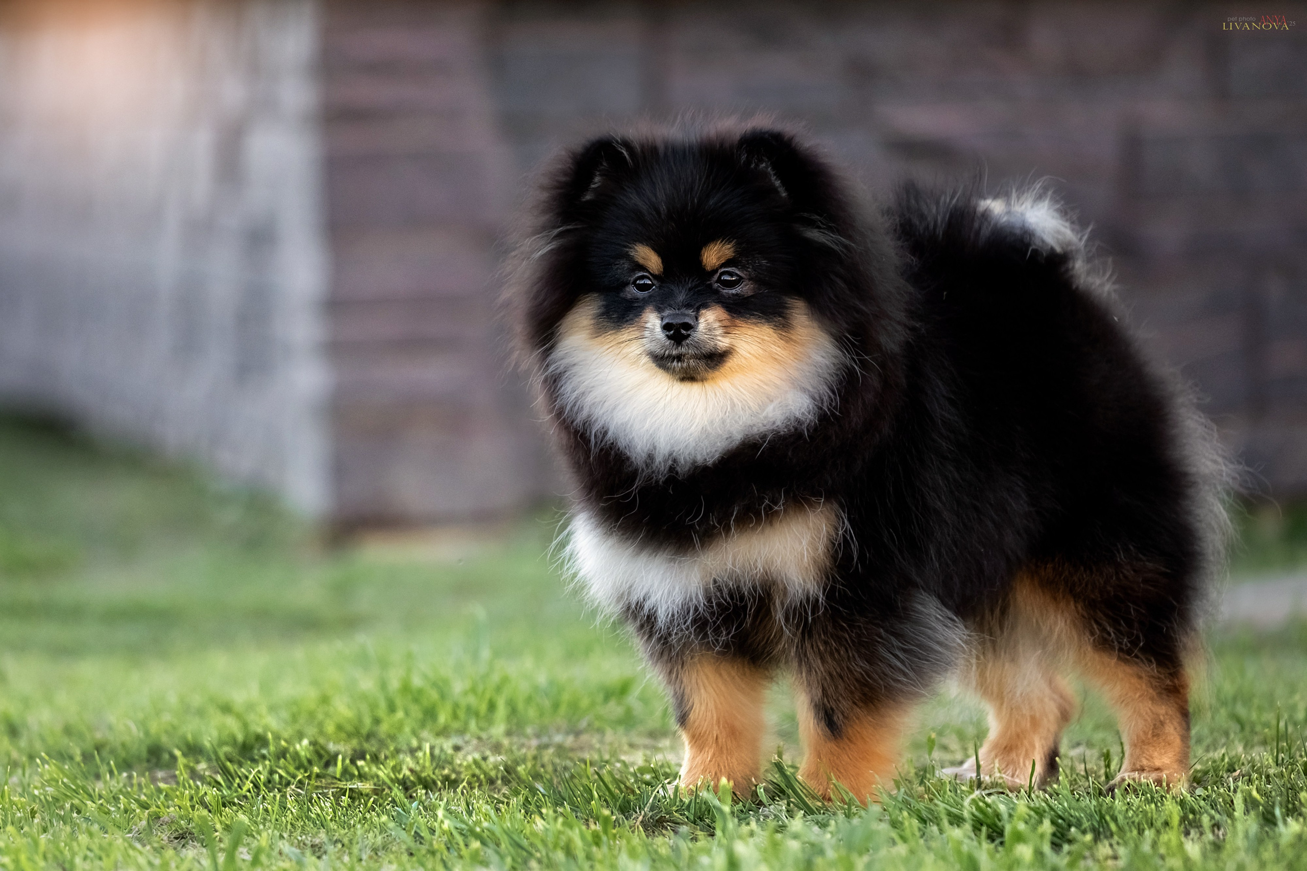 Шпицы. Фотограф анималист Аня Ливанова | Рыбинск