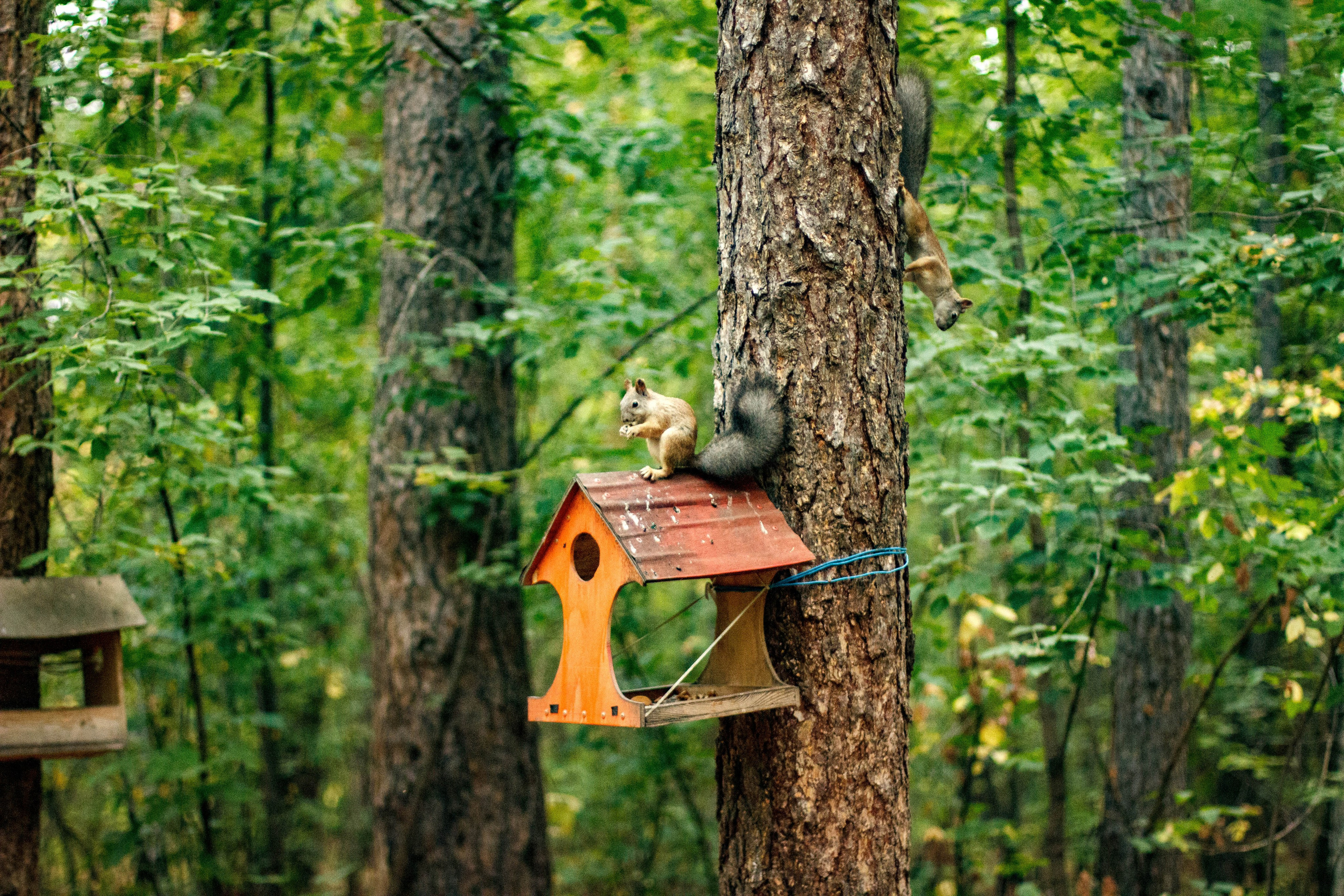 Белки / Squirrels. Фотограф Андрей Гузеев