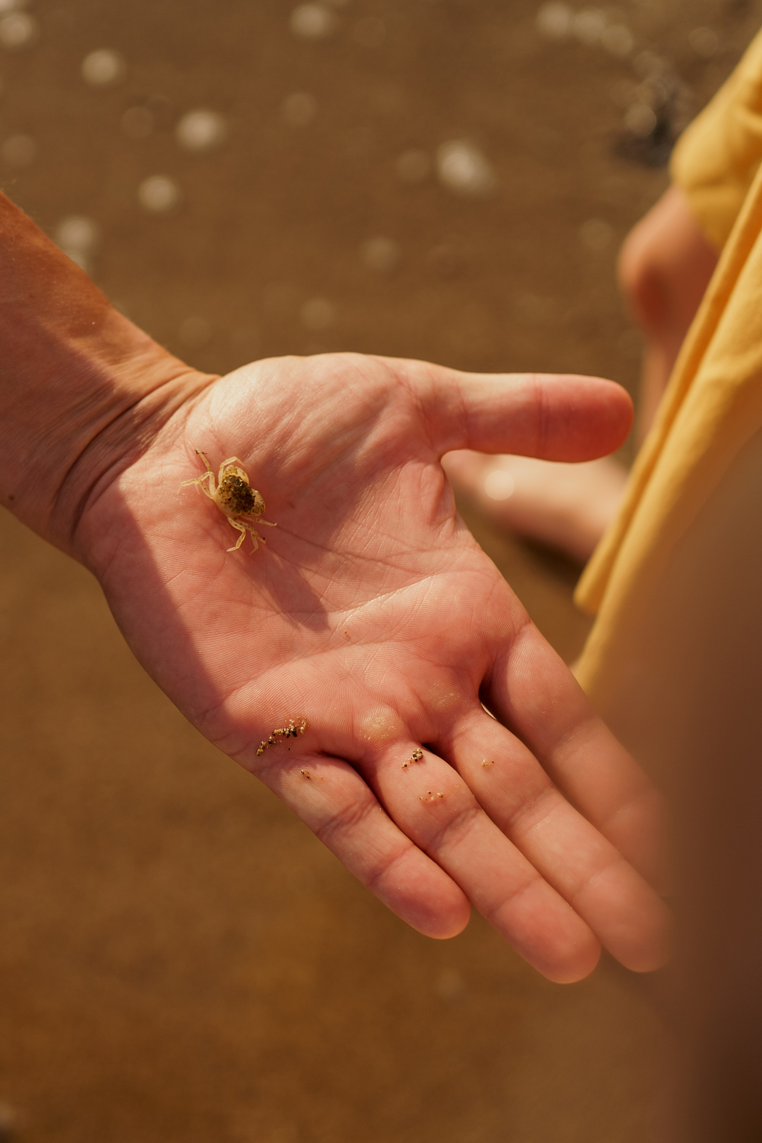 Смотри, медуза. Свадебный фотограф в Краснодаре и Сочи Винидиктова Екатерина