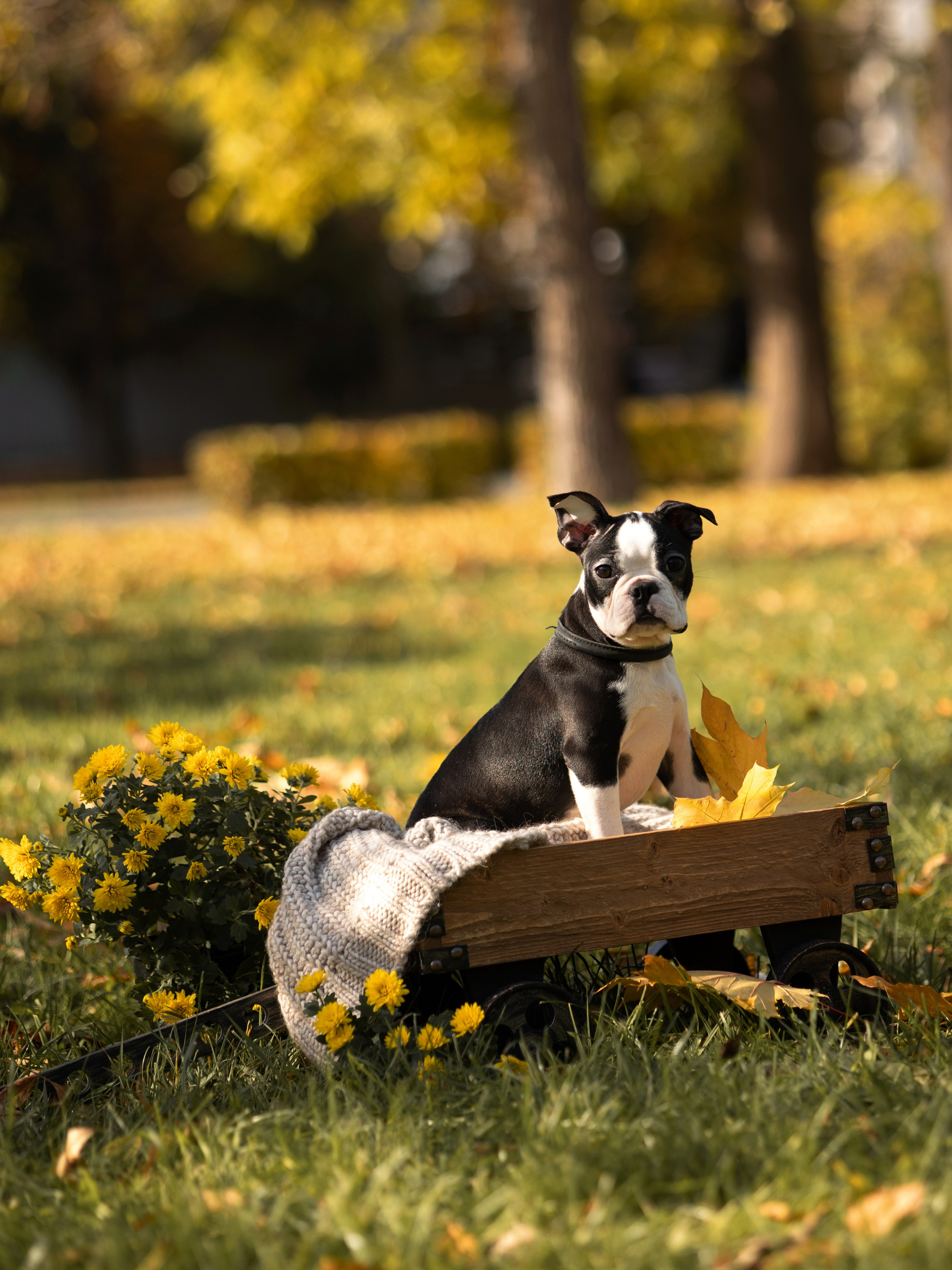 Щенки бостики. Главная
