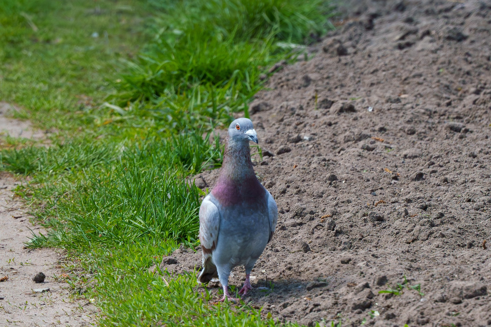 Удивительные мир птиц. Вокруг нас столько прекрасного — присмотритесь!. Ваш личный фотограф Марина Волкова