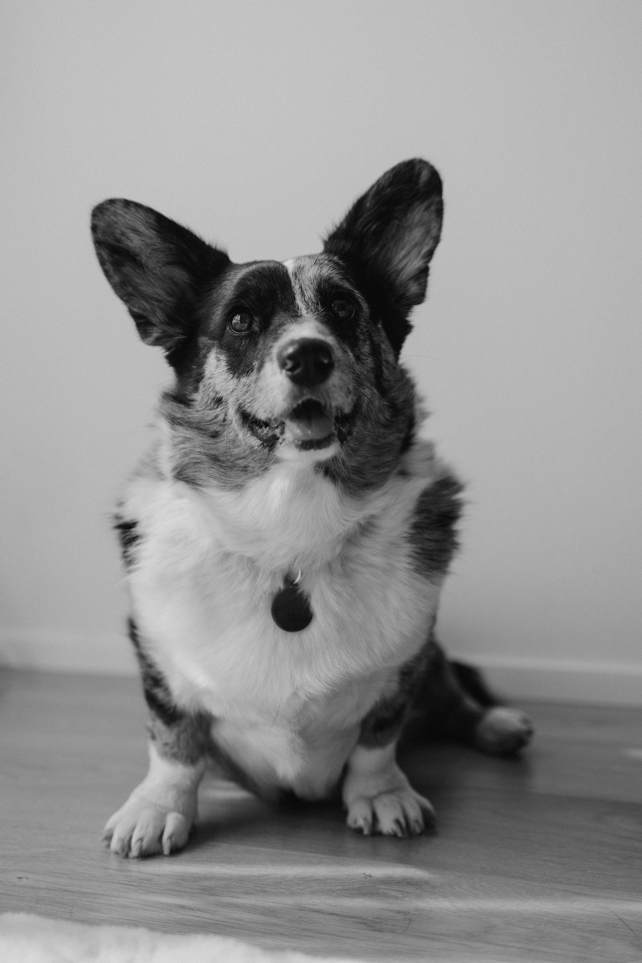 Бэлла, Деми и Луна. Фотораф — анималист Мария Шистка