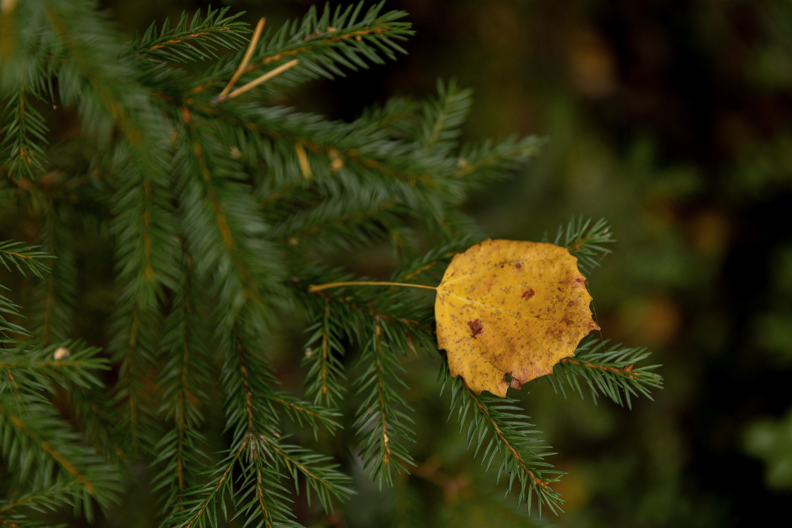 Лера. Свадебный и семейный фотограф в Карелии