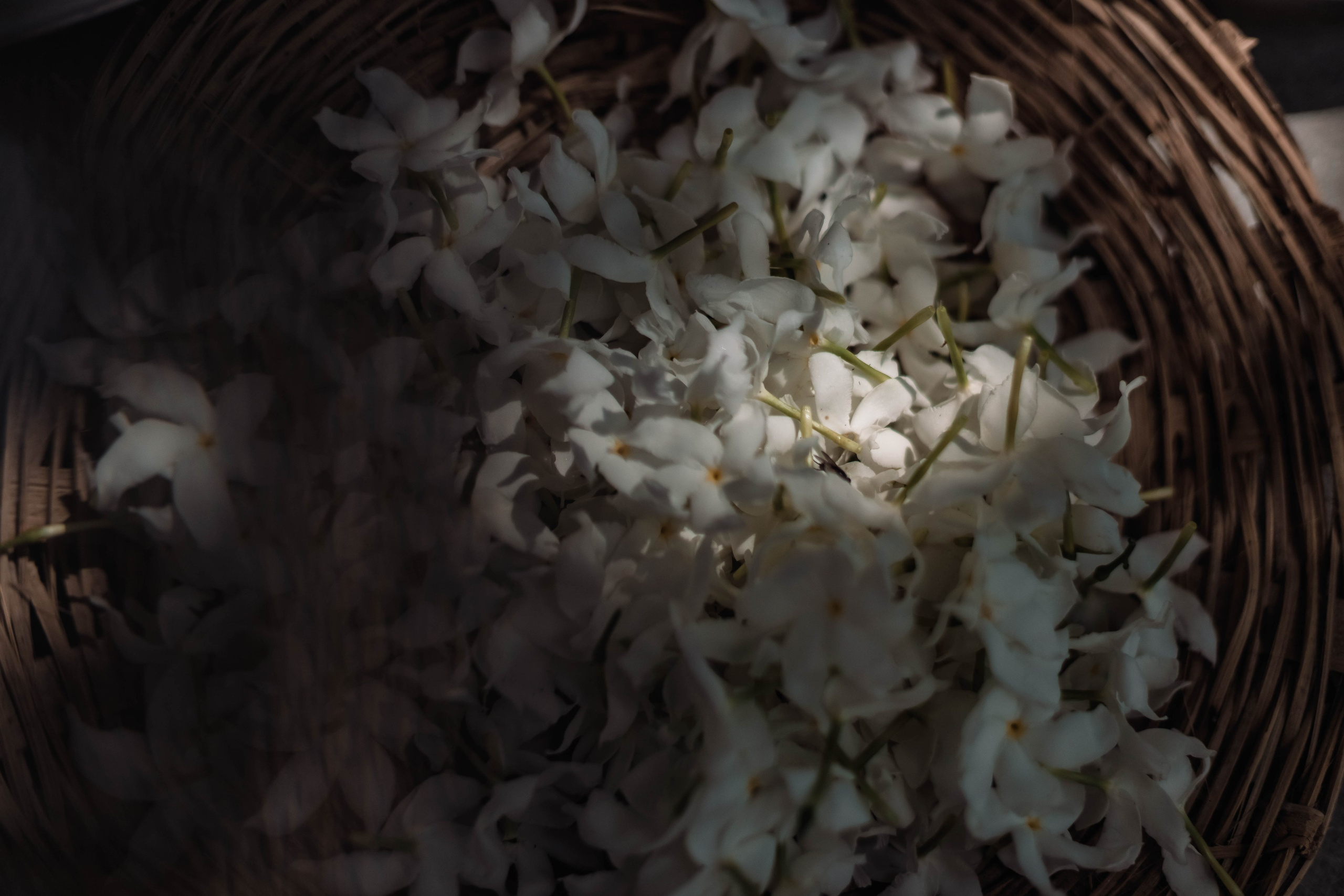 Pitri Paksha yagyas & poojas Devraha Baba ji ashram. Mariam Bagdasaryan