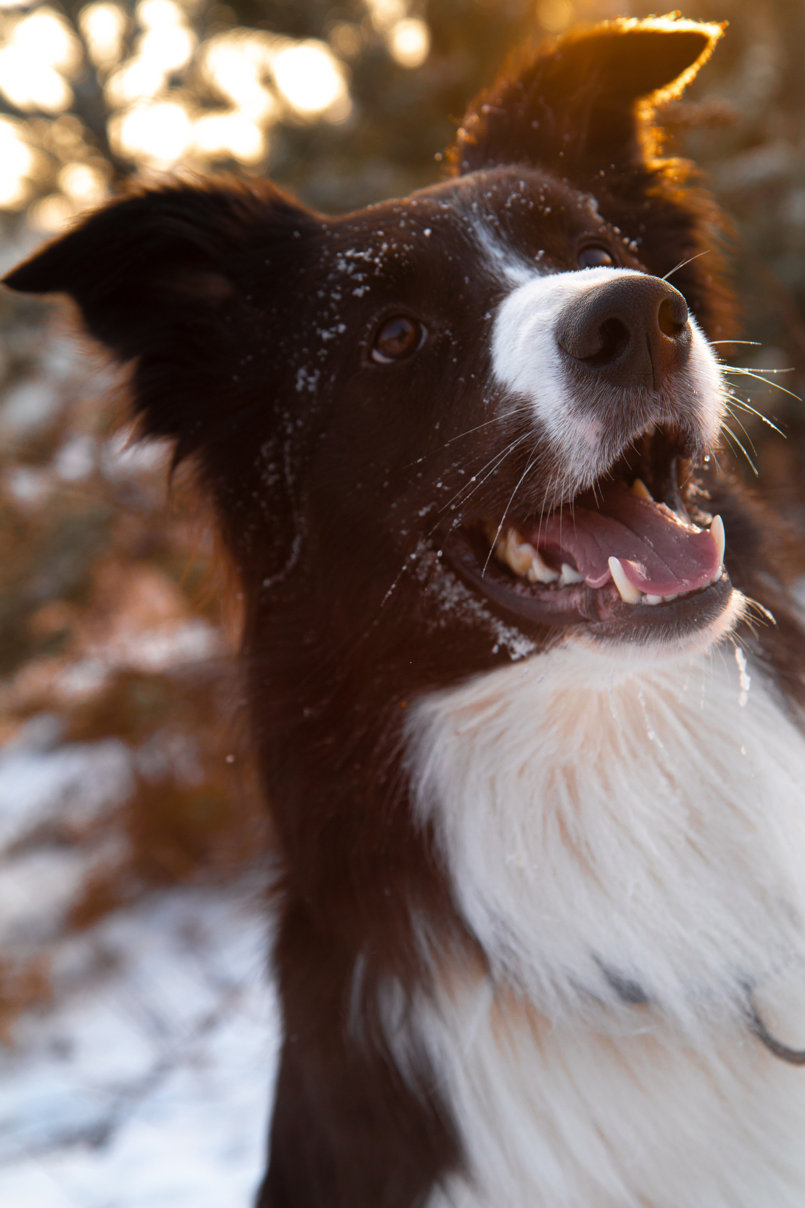 Фотосъёмка животных. Предметный и репортажный фотограф Алексей Кротов