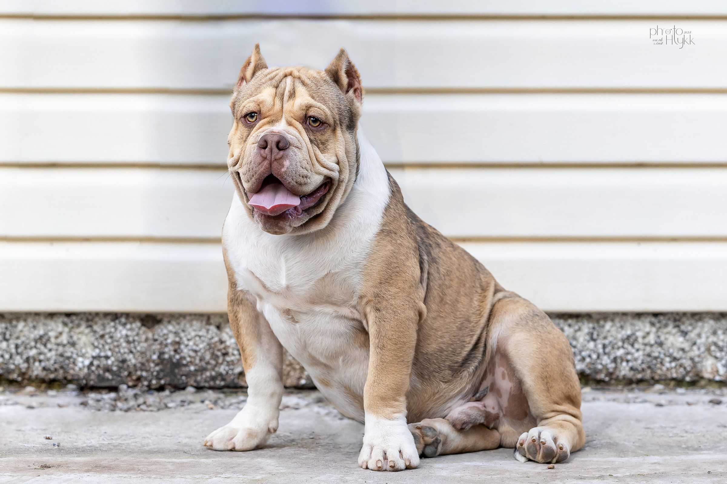 Американские булли. Htykk_photo