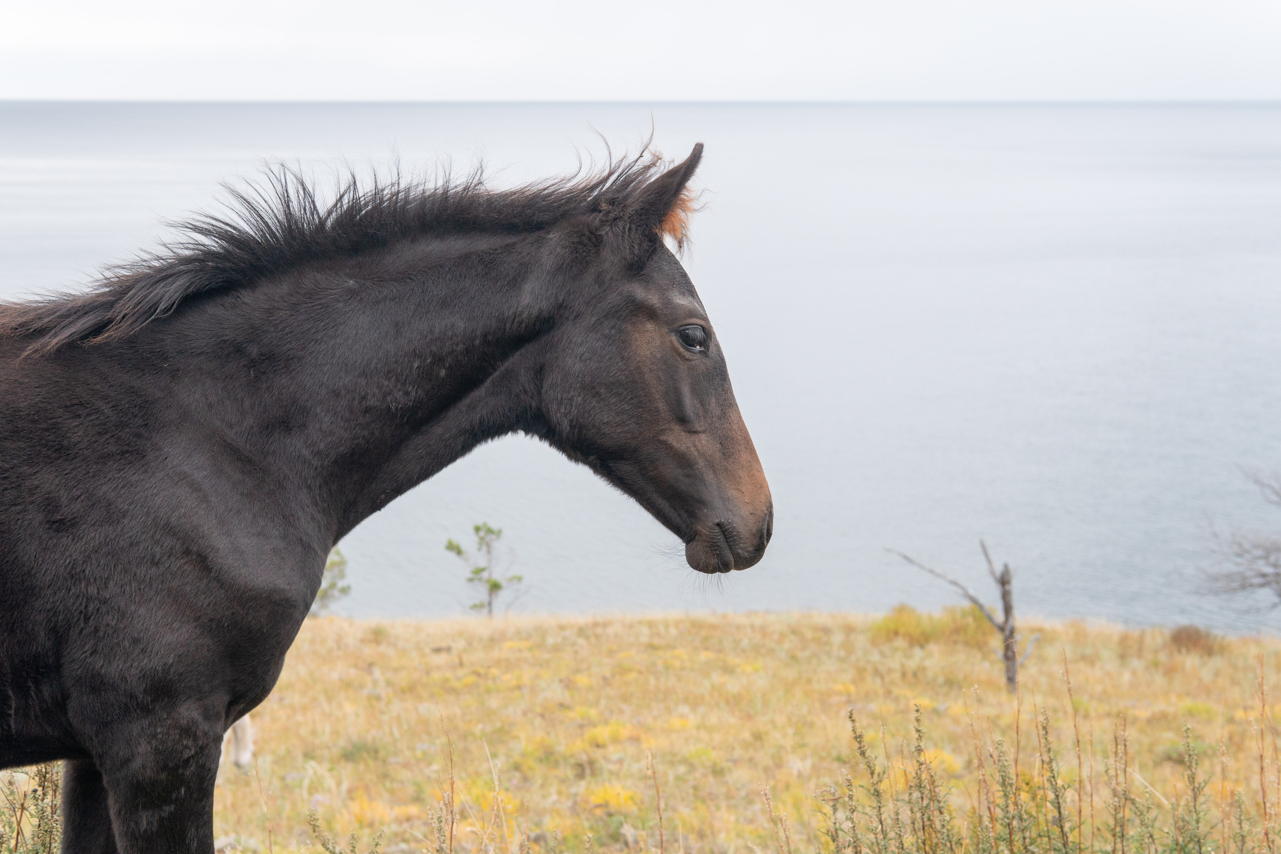 Фотографии с пешего похода по Большой Байкальской тропе. Медиа-портфолио Марии Абрашиной