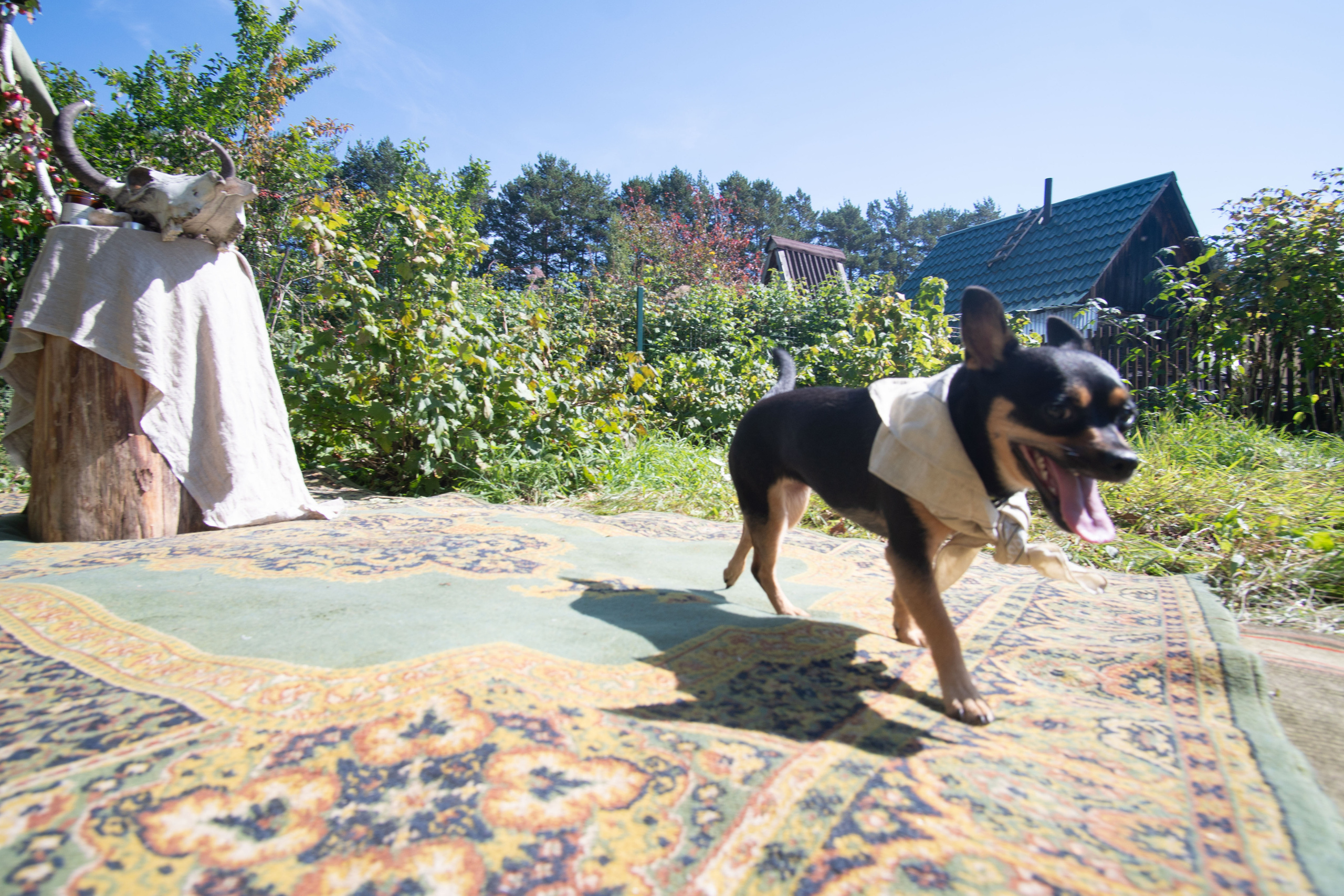 Свадебный репортаж Екатерины и Даниила. Медиа-портфолио Марии Абрашиной