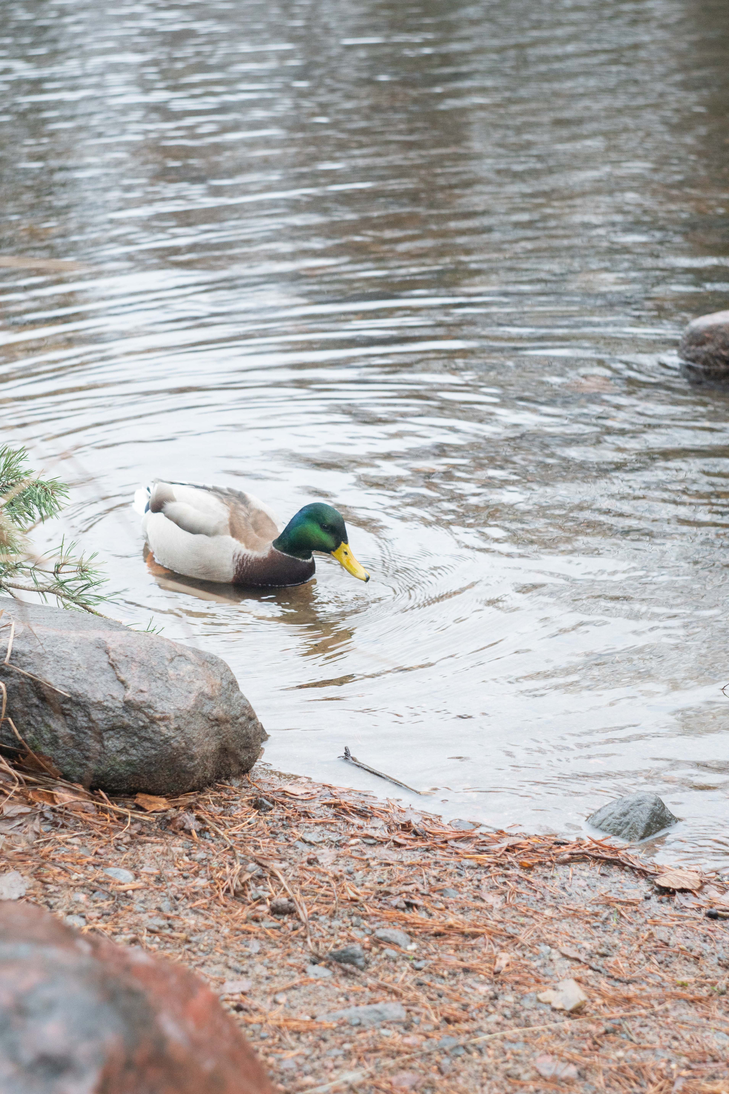 Фотографии с путешествия в республику Карелия. Медиа-портфолио Марии Абрашиной