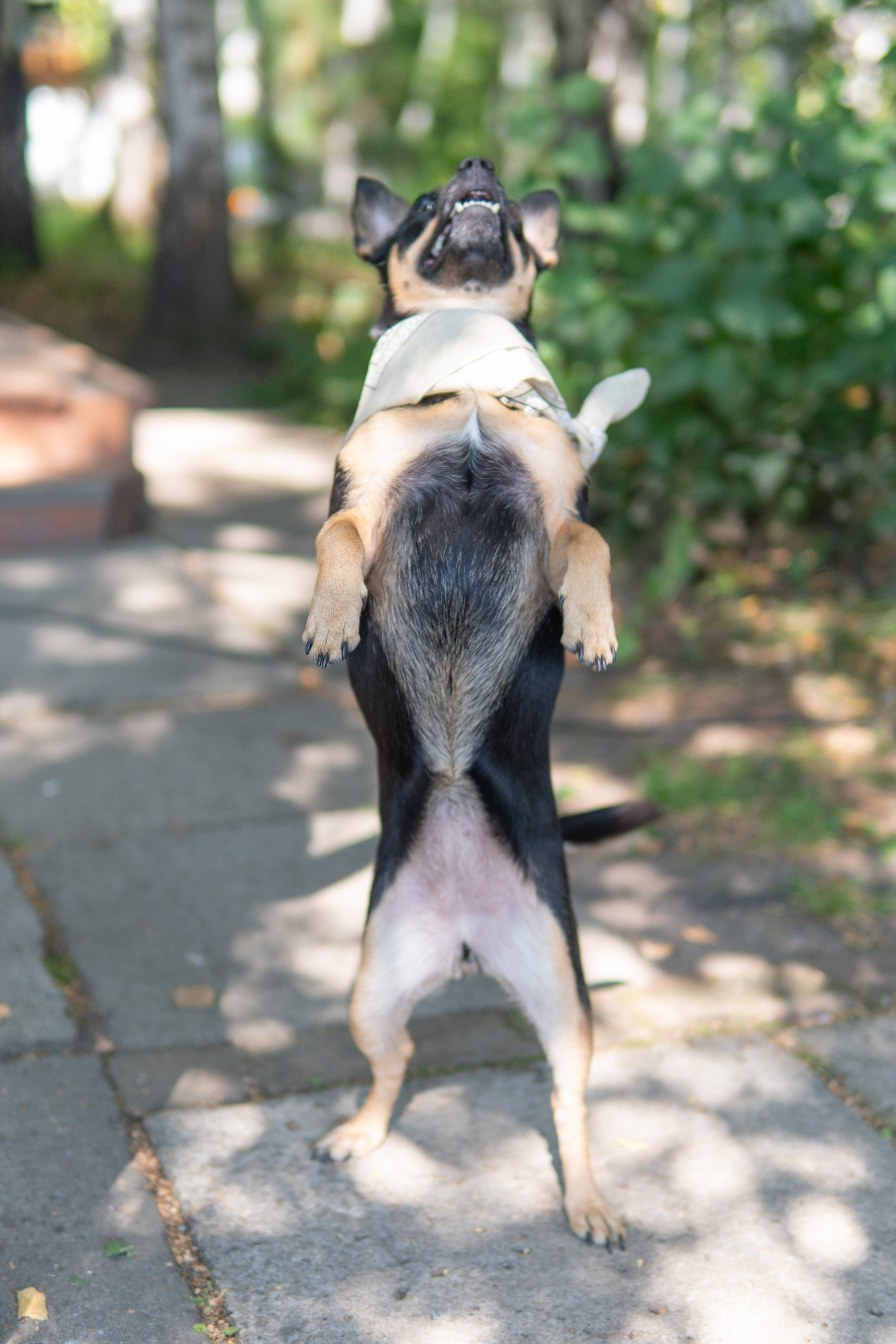 Свадебный репортаж Екатерины и Даниила. Медиа-портфолио Марии Абрашиной