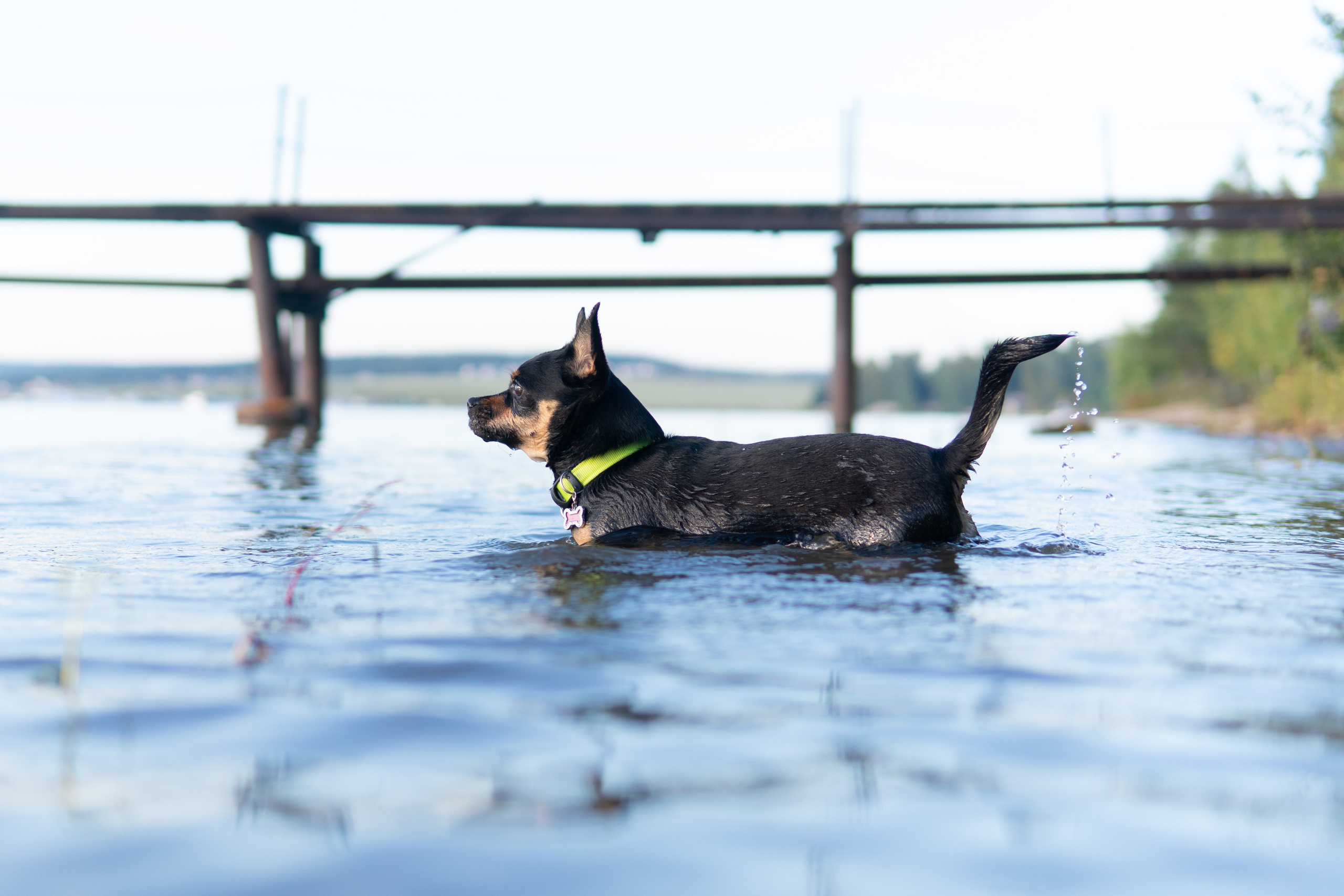 Свадебный репортаж Екатерины и Даниила. Медиа-портфолио Марии Абрашиной