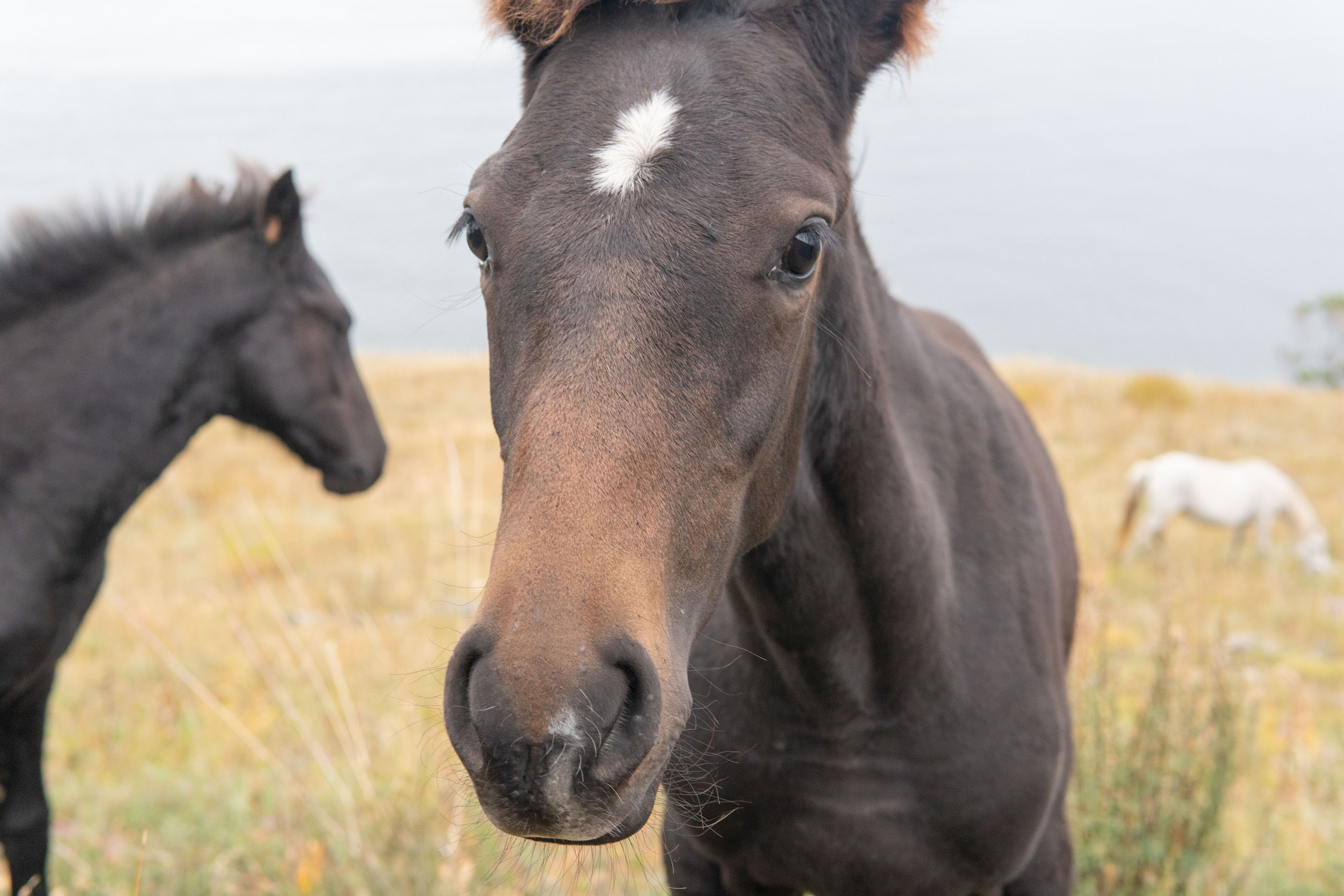 Фотографии с пешего похода по Большой Байкальской тропе. Медиа-портфолио Марии Абрашиной