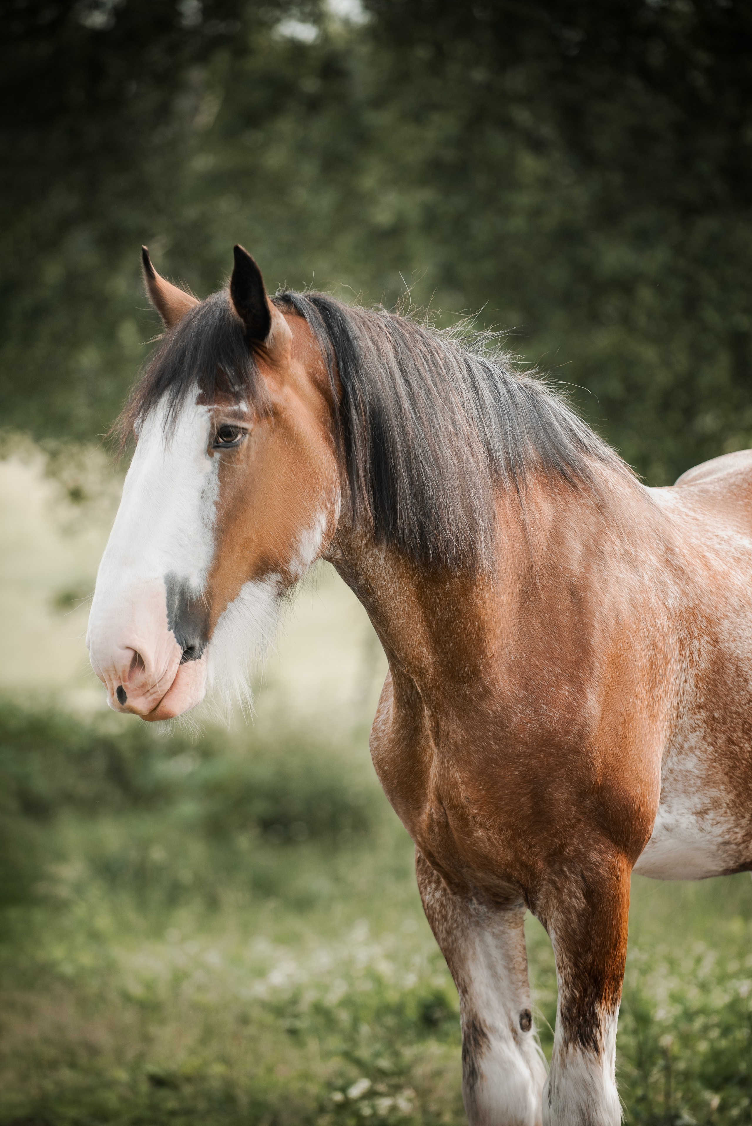 KOMARDINS. Конный фотограф Куракина Дарья • Фотосессии с лошадьми