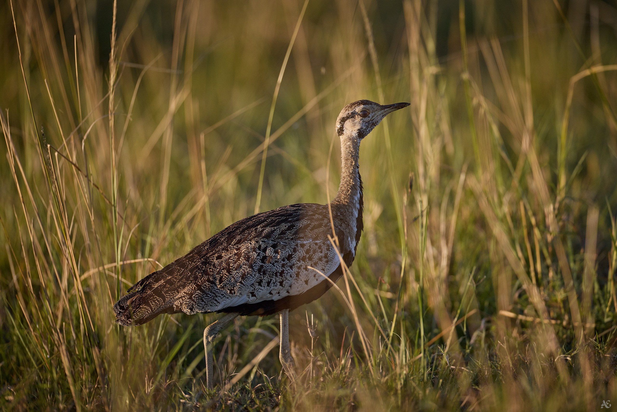 Суданская малая дрофа