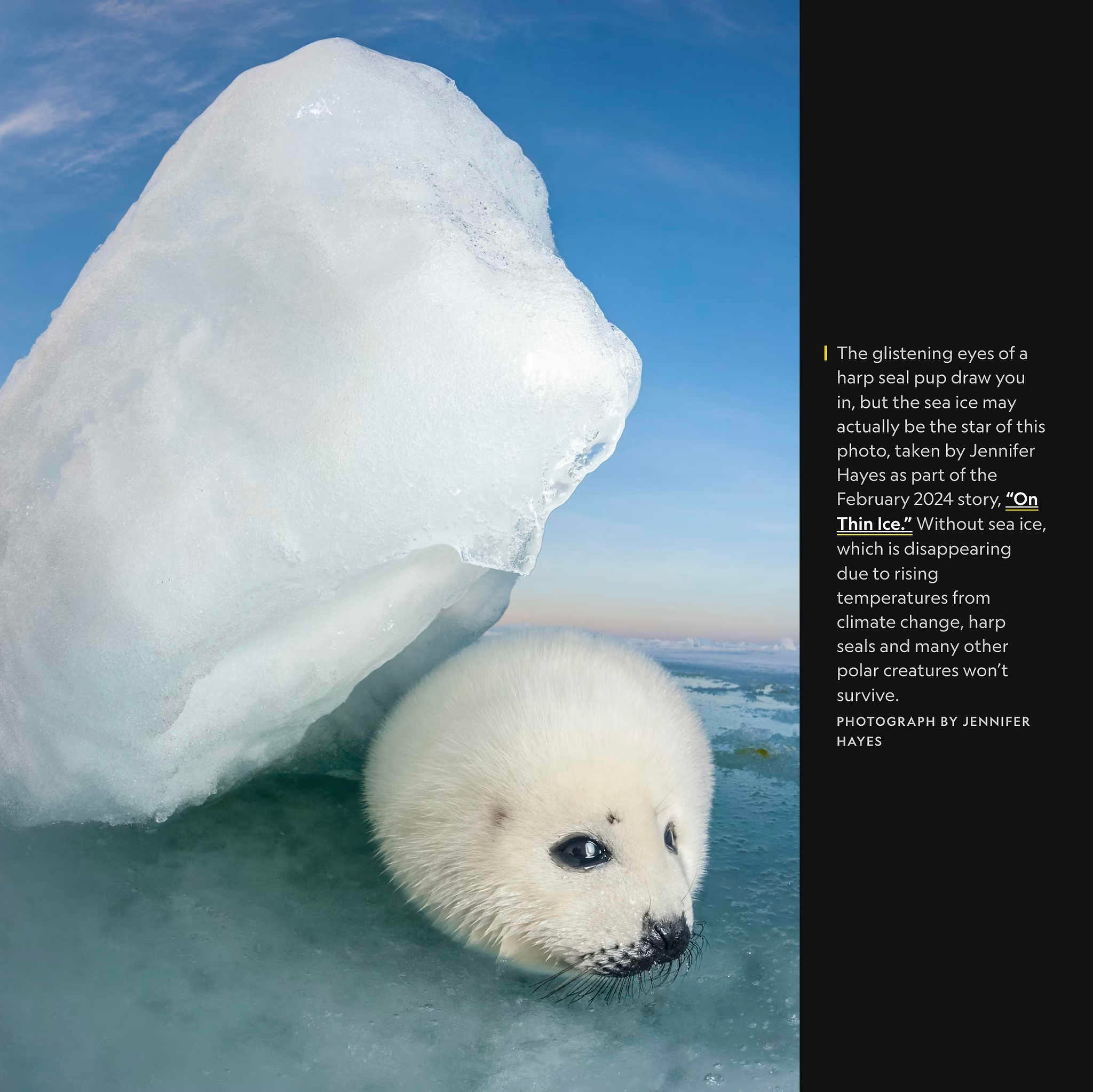 2024 год в объективе фотографов National Geographic. Фотограф Михаил Мордасов, Сочи. Мероприятия, портреты, спорт, репортаж