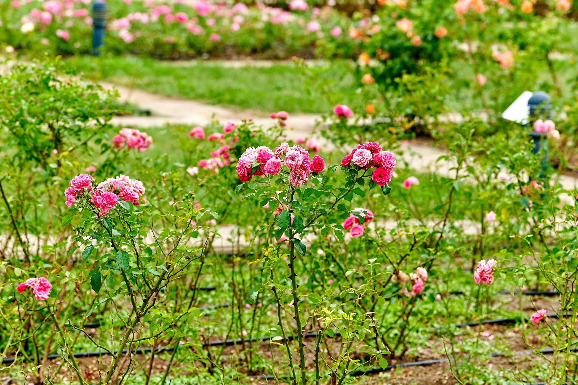 Кисловодск, Россия. Август 2024. Фотографии отовсюду и обо всем