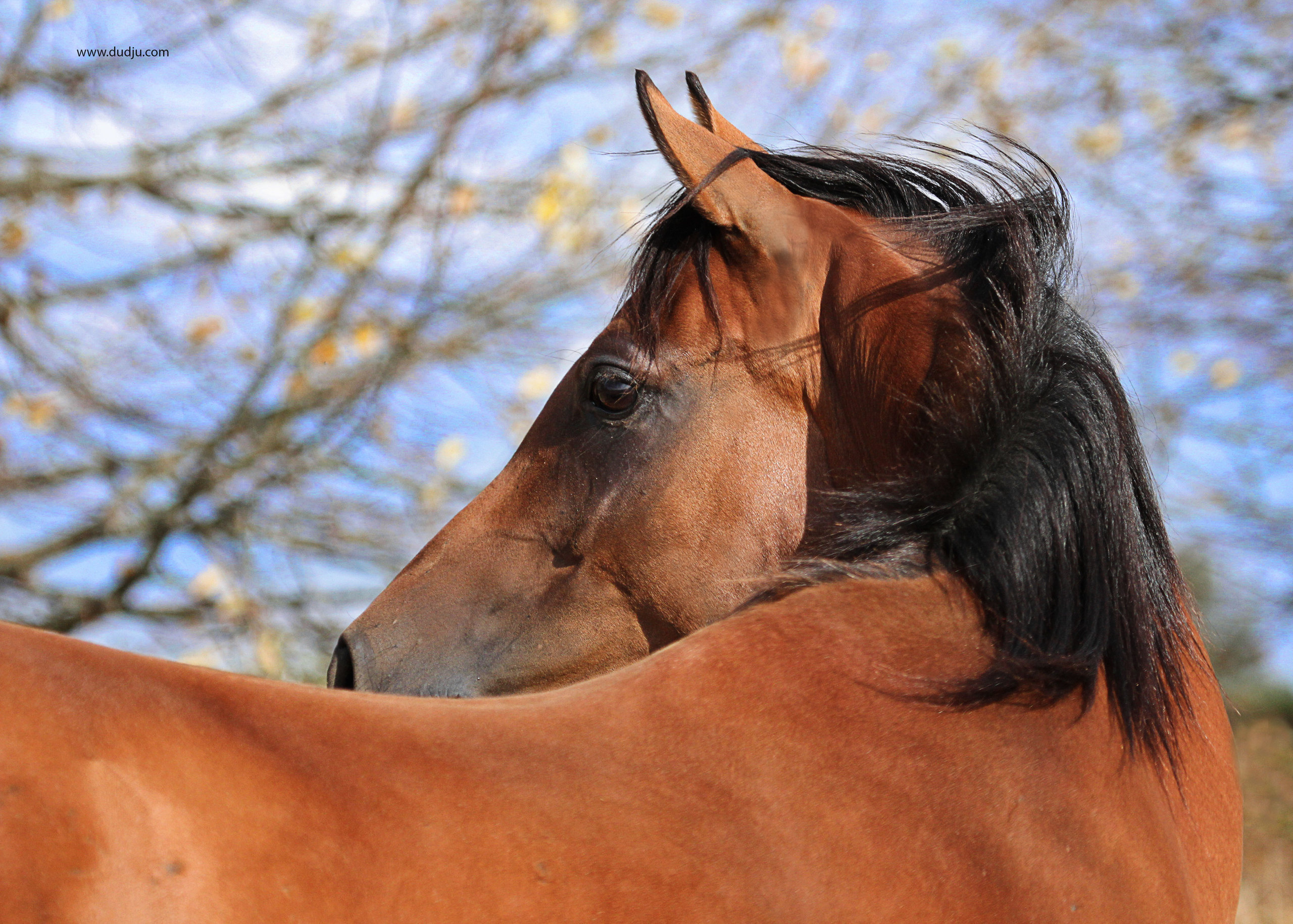 Арабские лошади. Фотограф в Москве Дудкова Юлия