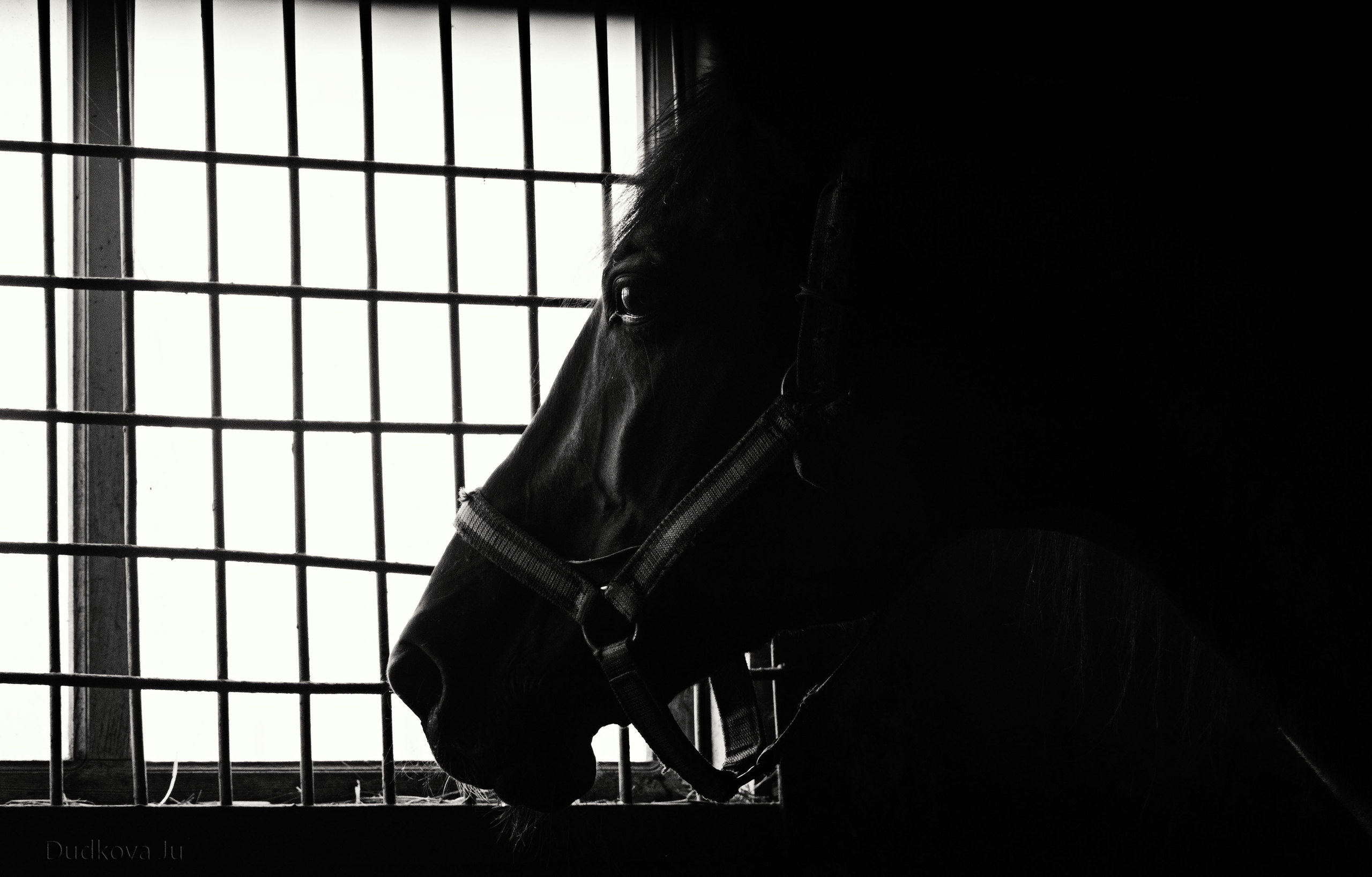 Другие лошади. Фотограф в Москве Дудкова Юлия