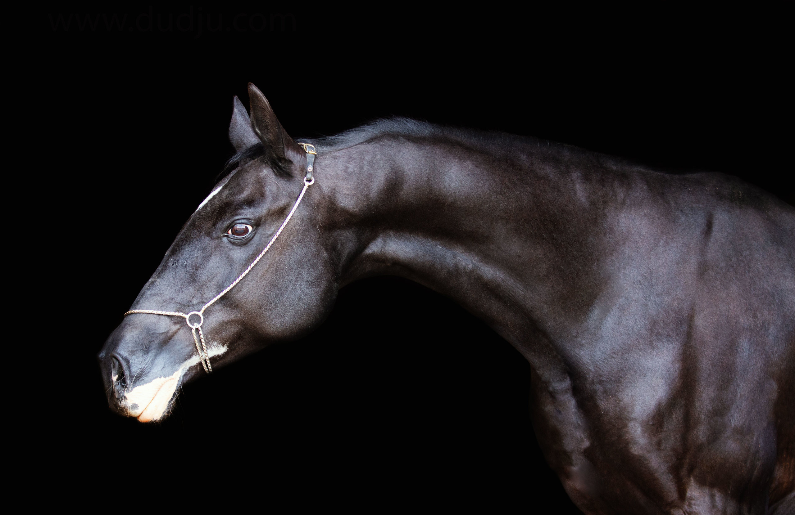 ахалтекинская лошадь вороной масти
