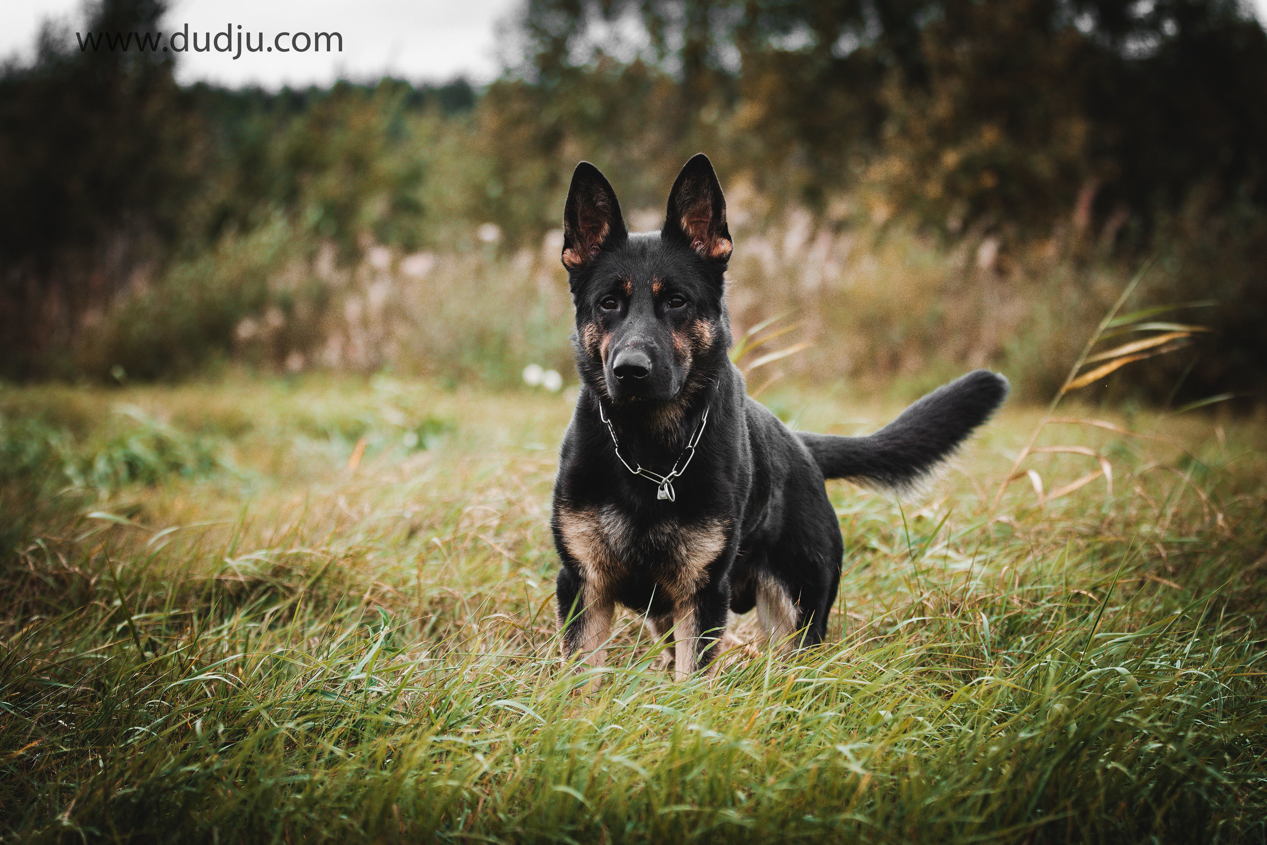 Собаки. Фотограф в Москве Дудкова Юлия