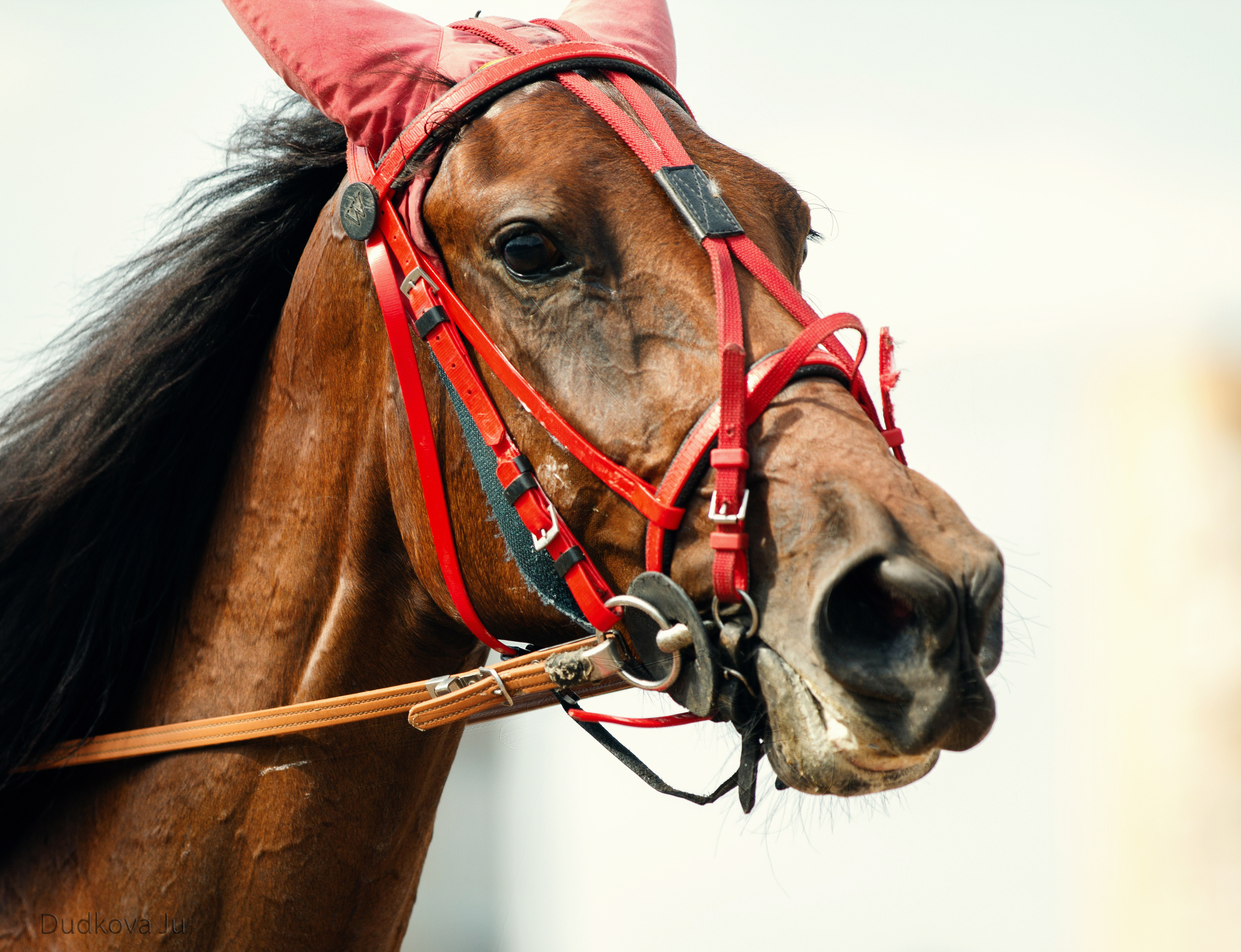 Ипподром. Фотограф в Москве Дудкова Юлия