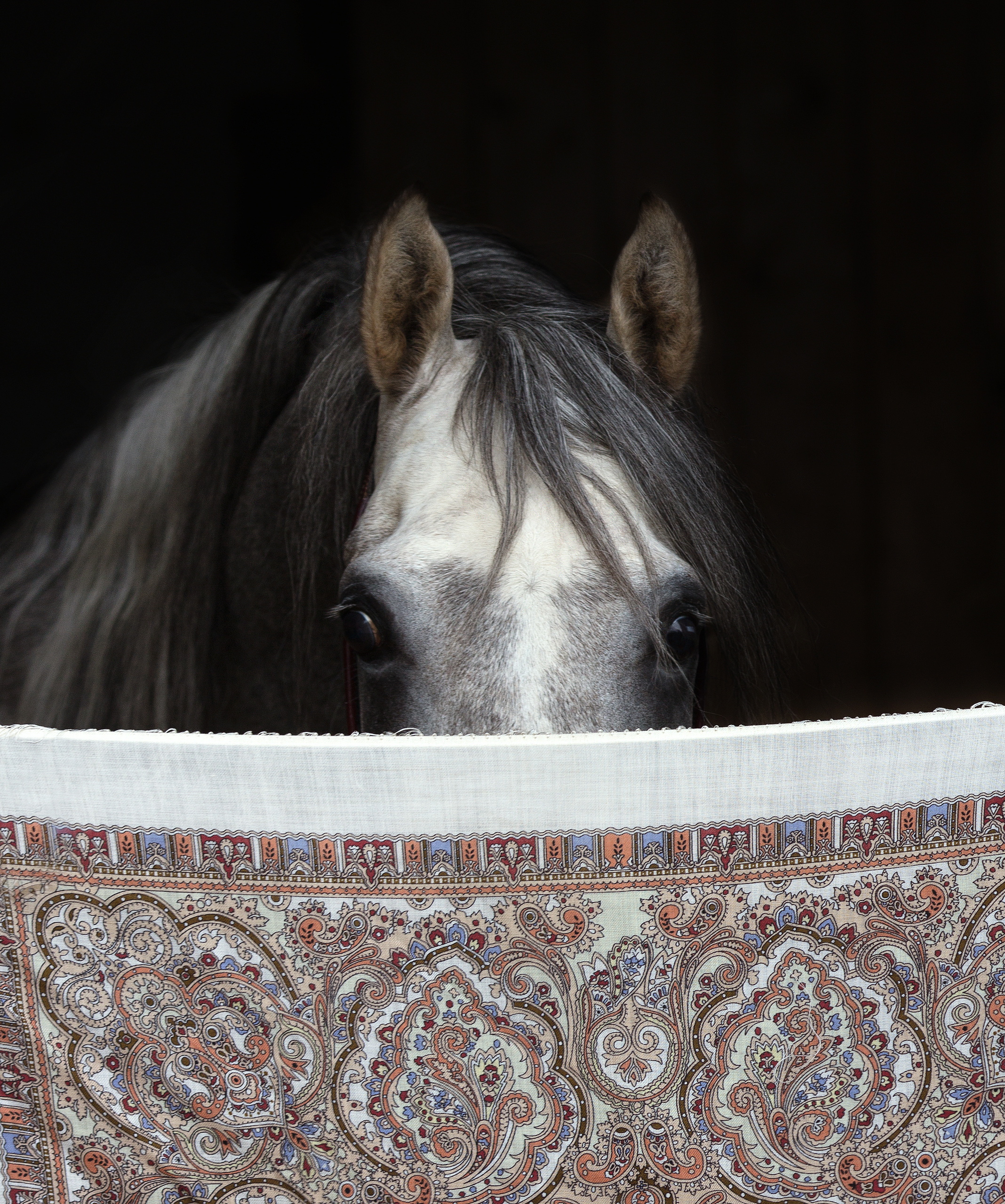 Арабские лошади. Фотограф в Москве Дудкова Юлия