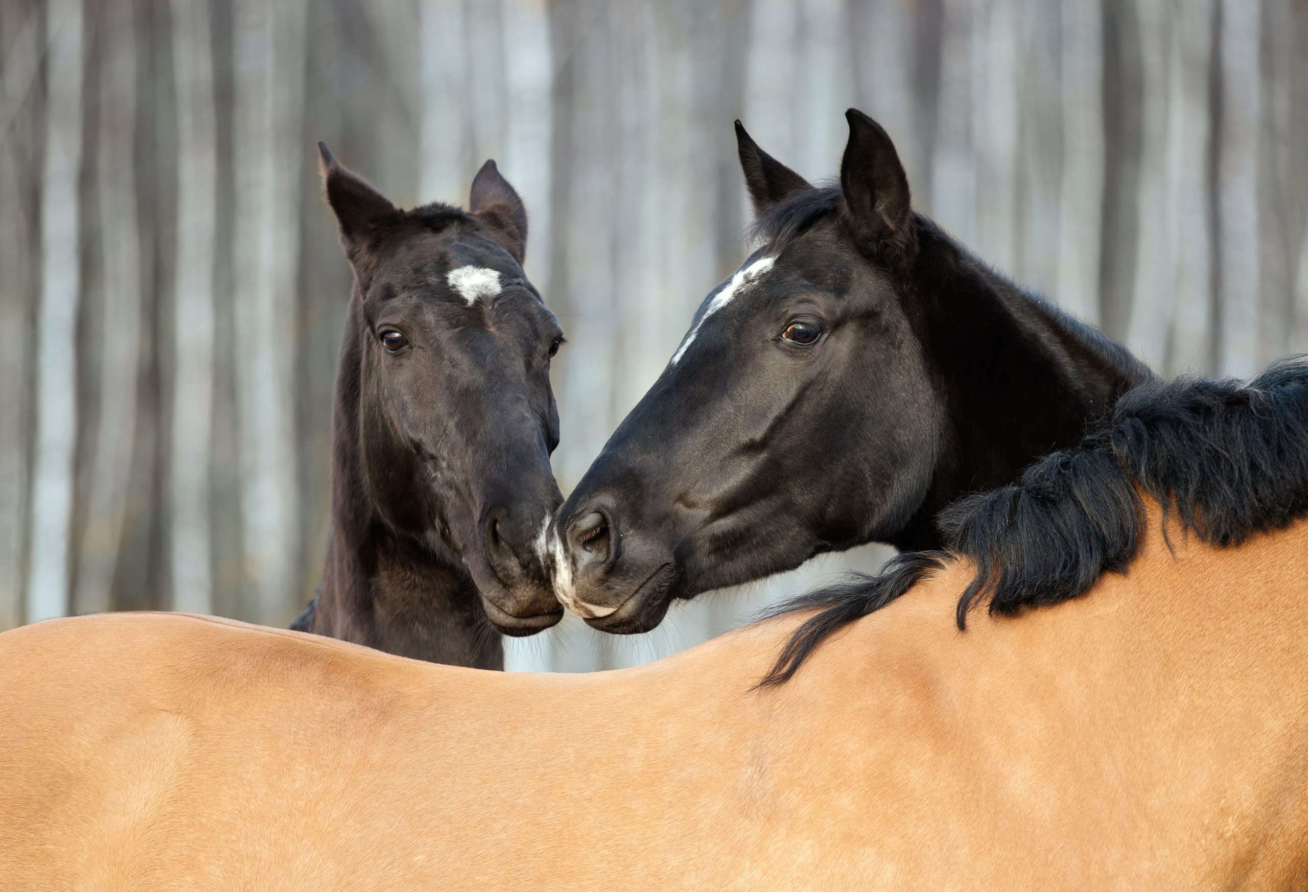 Другие лошади. Фотограф в Москве Дудкова Юлия