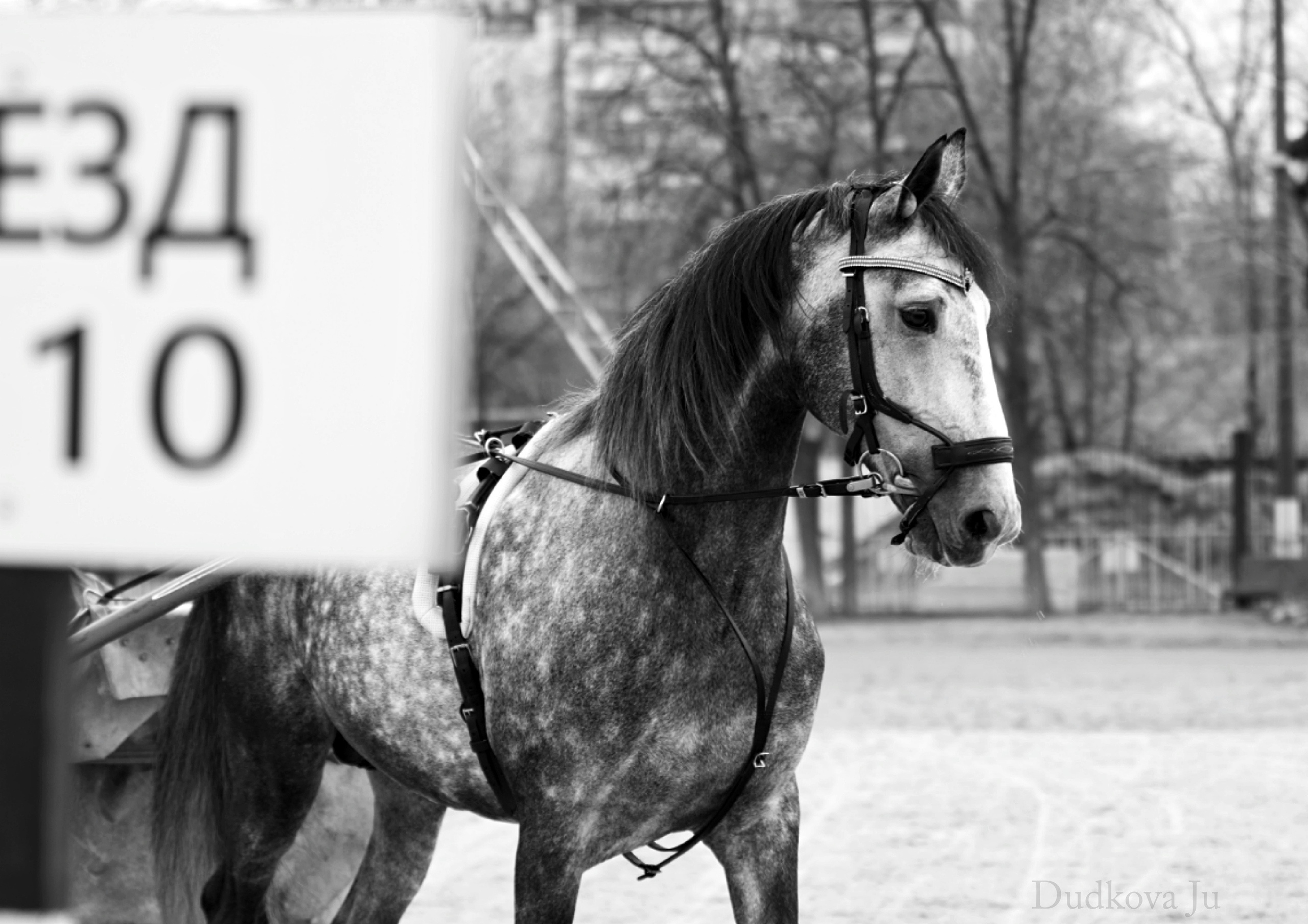 Ипподром. Фотограф в Москве Дудкова Юлия