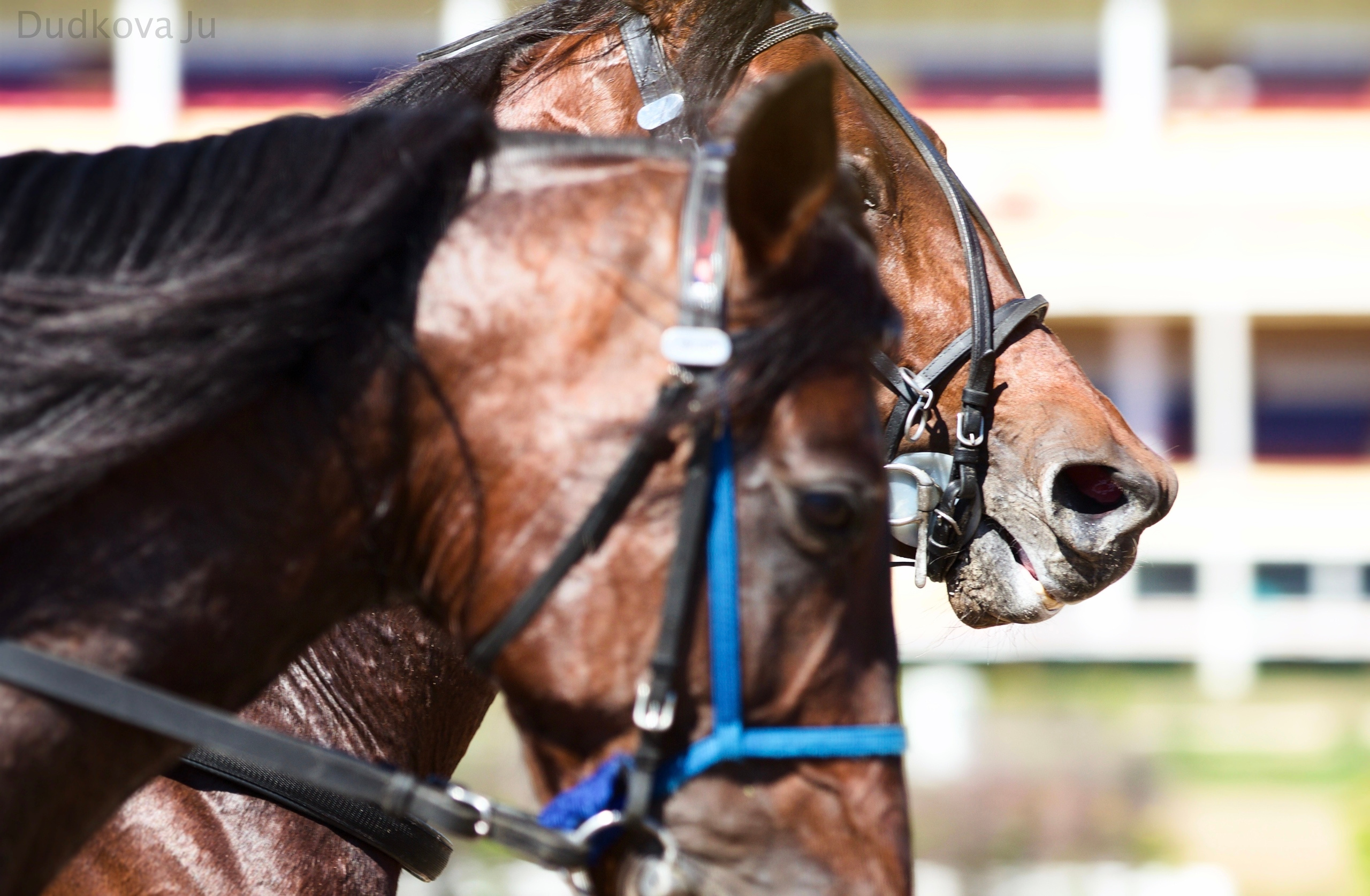 Ипподром. Фотограф в Москве Дудкова Юлия