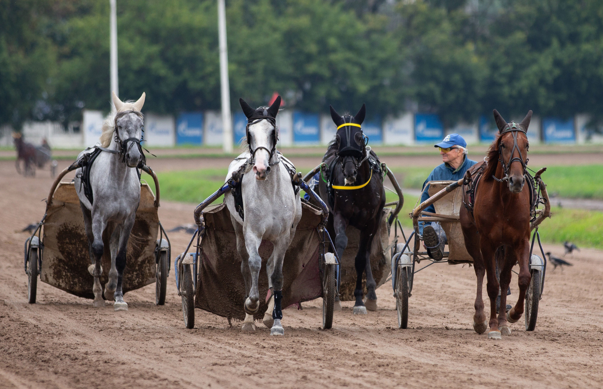 Ипподром. Фотограф в Москве Дудкова Юлия