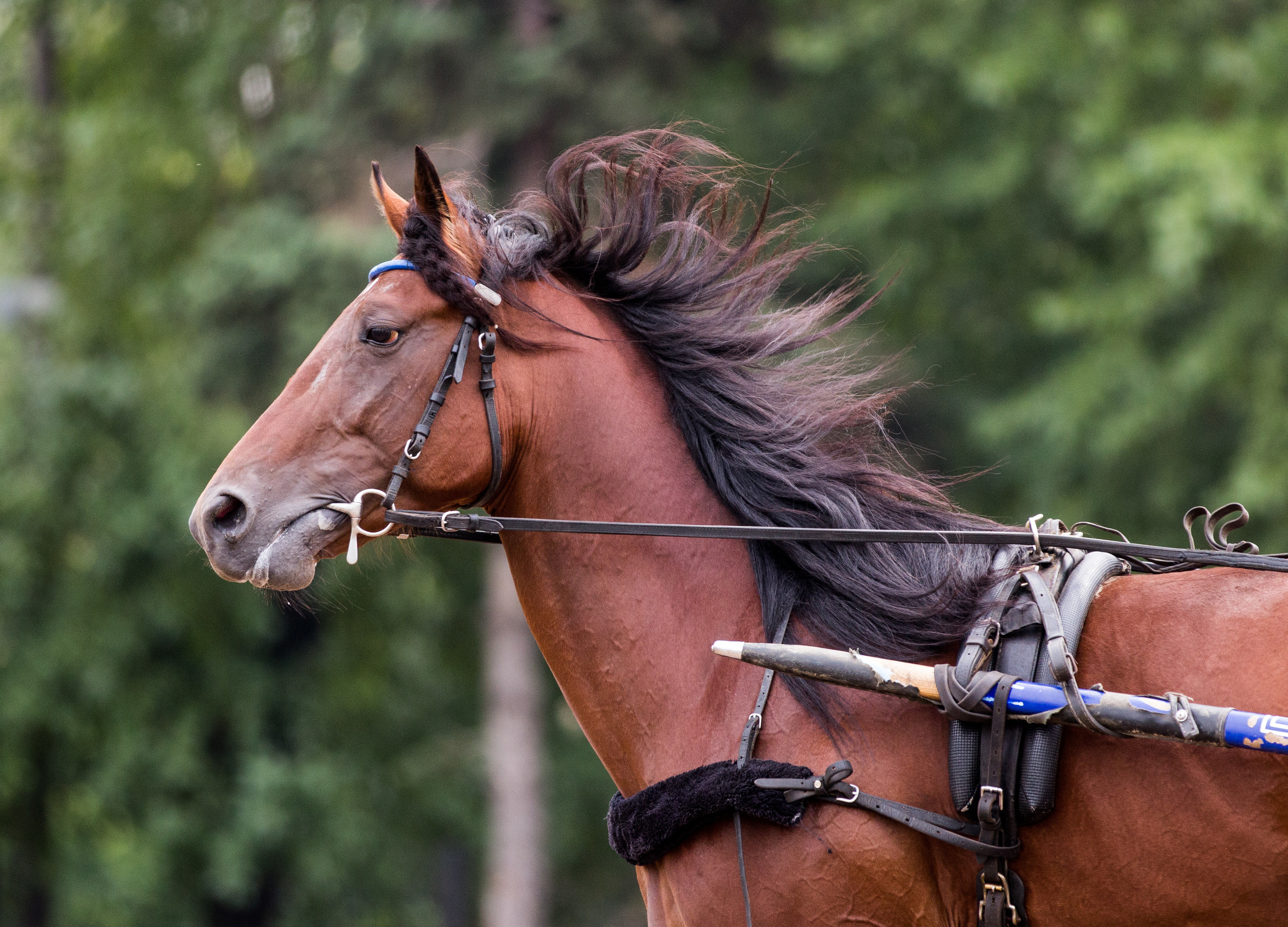 Ипподром. Фотограф в Москве Дудкова Юлия