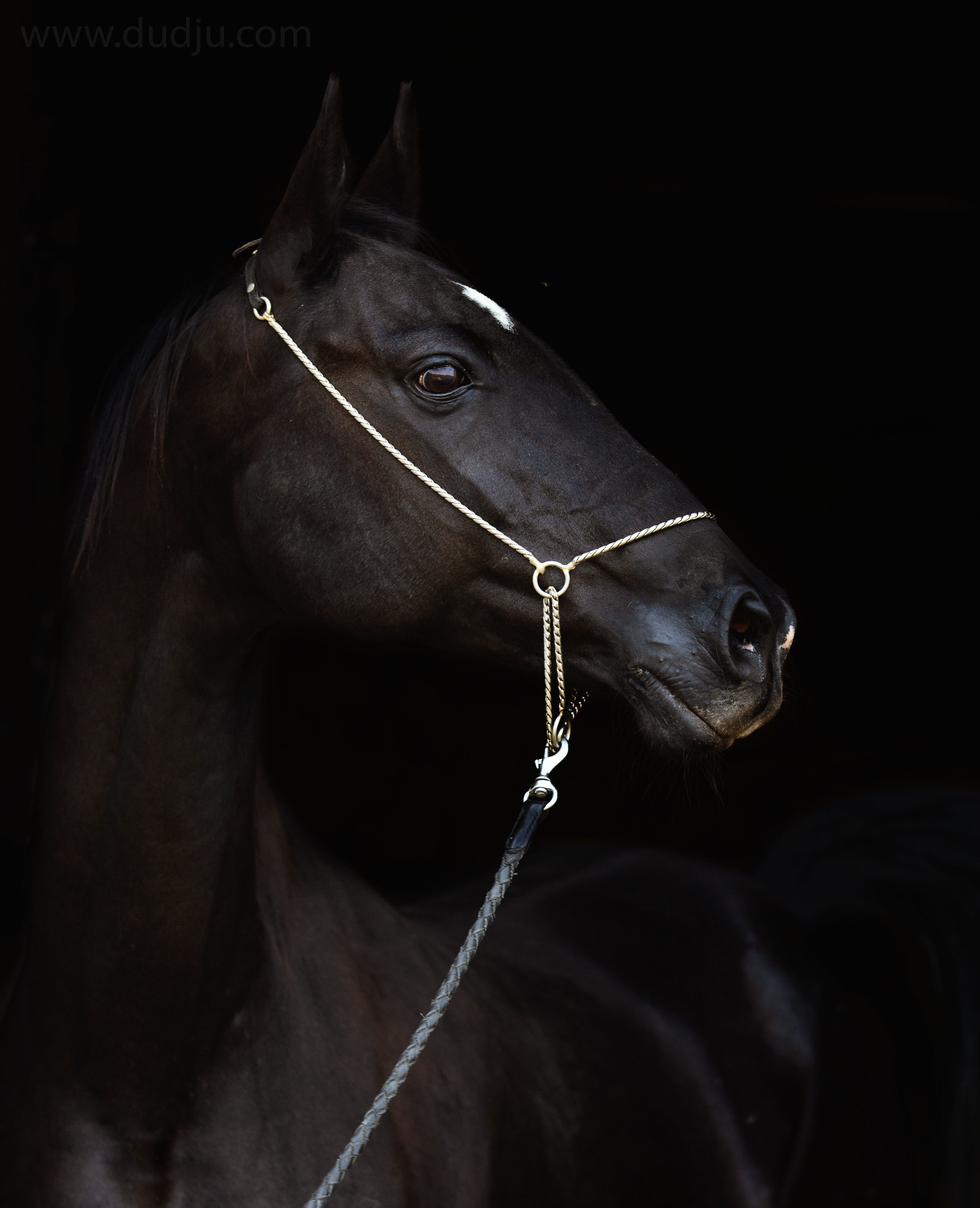 Лошадь вороной масти, ахалтекинская кобыла