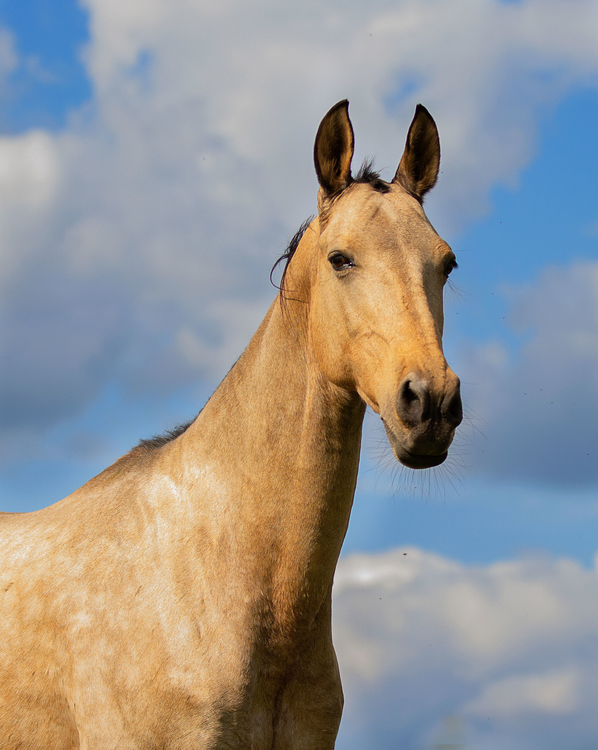Ахалтекинская лошадь буланой масти