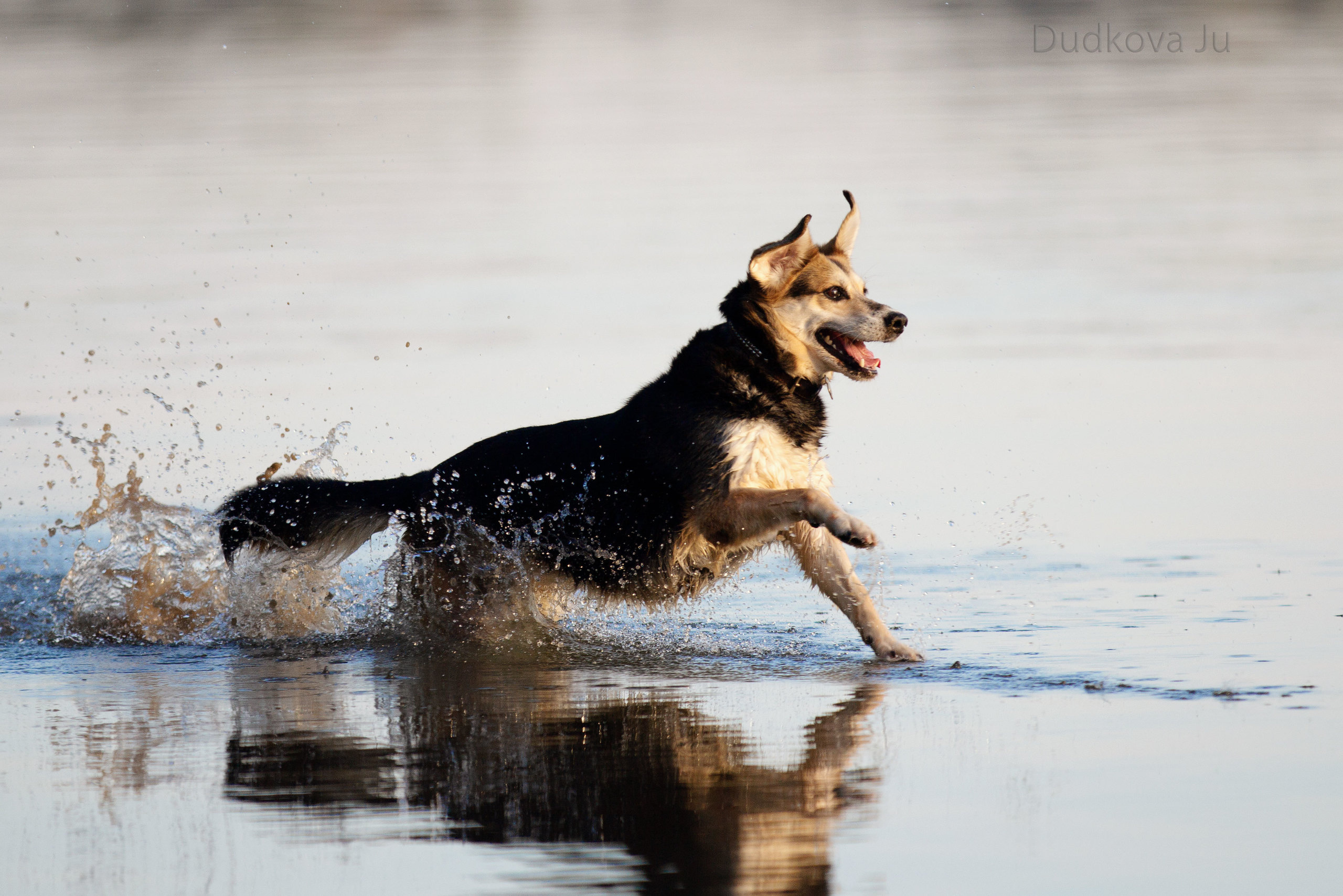 Собаки. Фотограф в Москве Дудкова Юлия