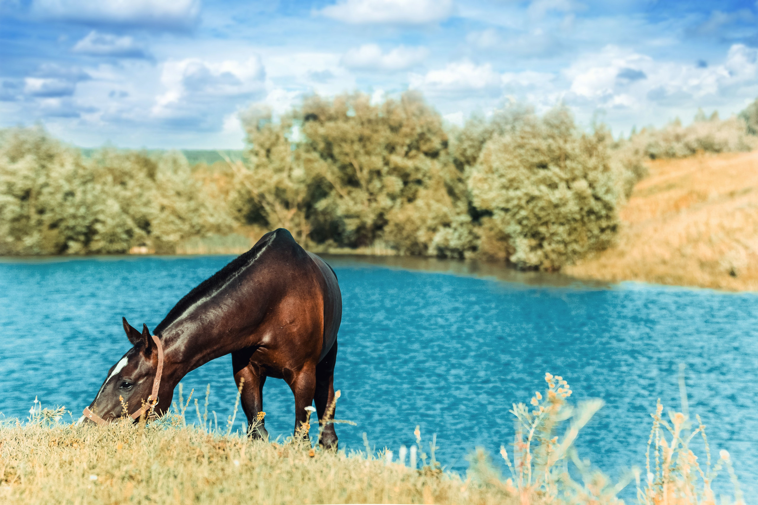 Другие лошади. Фотограф в Москве Дудкова Юлия