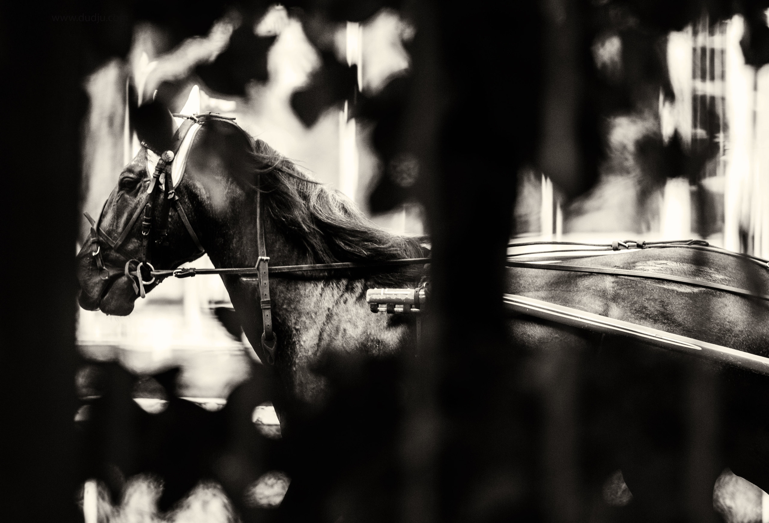 Ипподром. Фотограф в Москве Дудкова Юлия