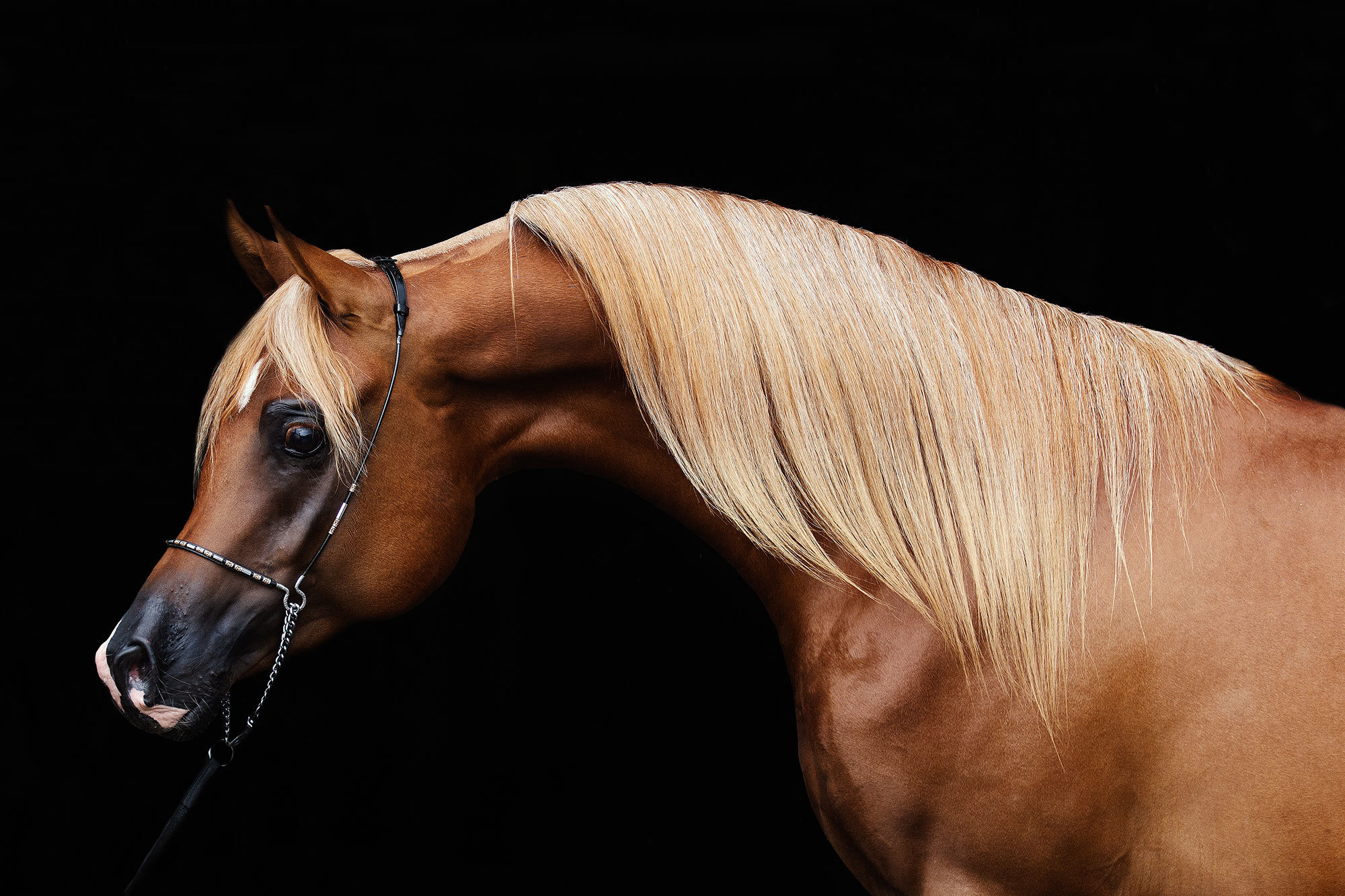 Арабские лошади. Фотограф в Москве Дудкова Юлия