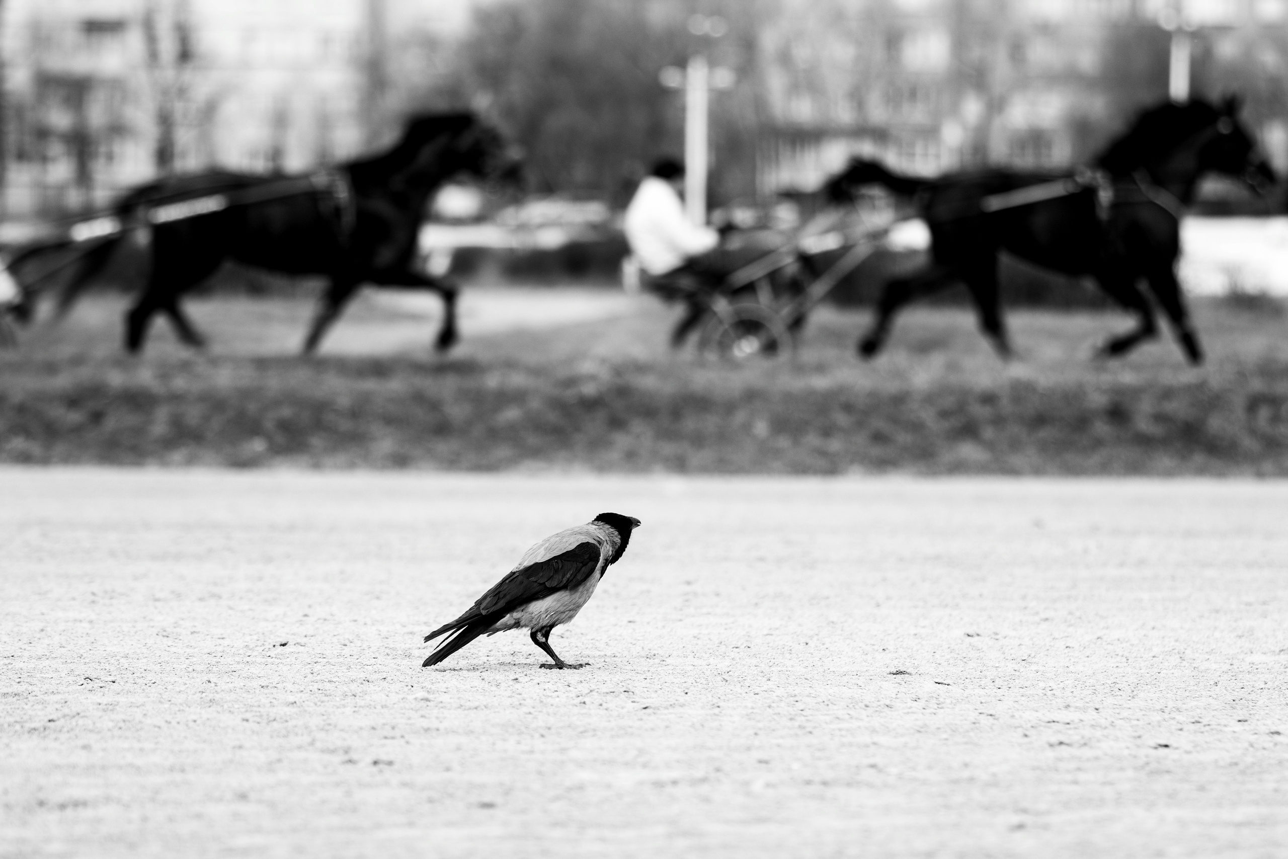 Ипподром. Фотограф в Москве Дудкова Юлия