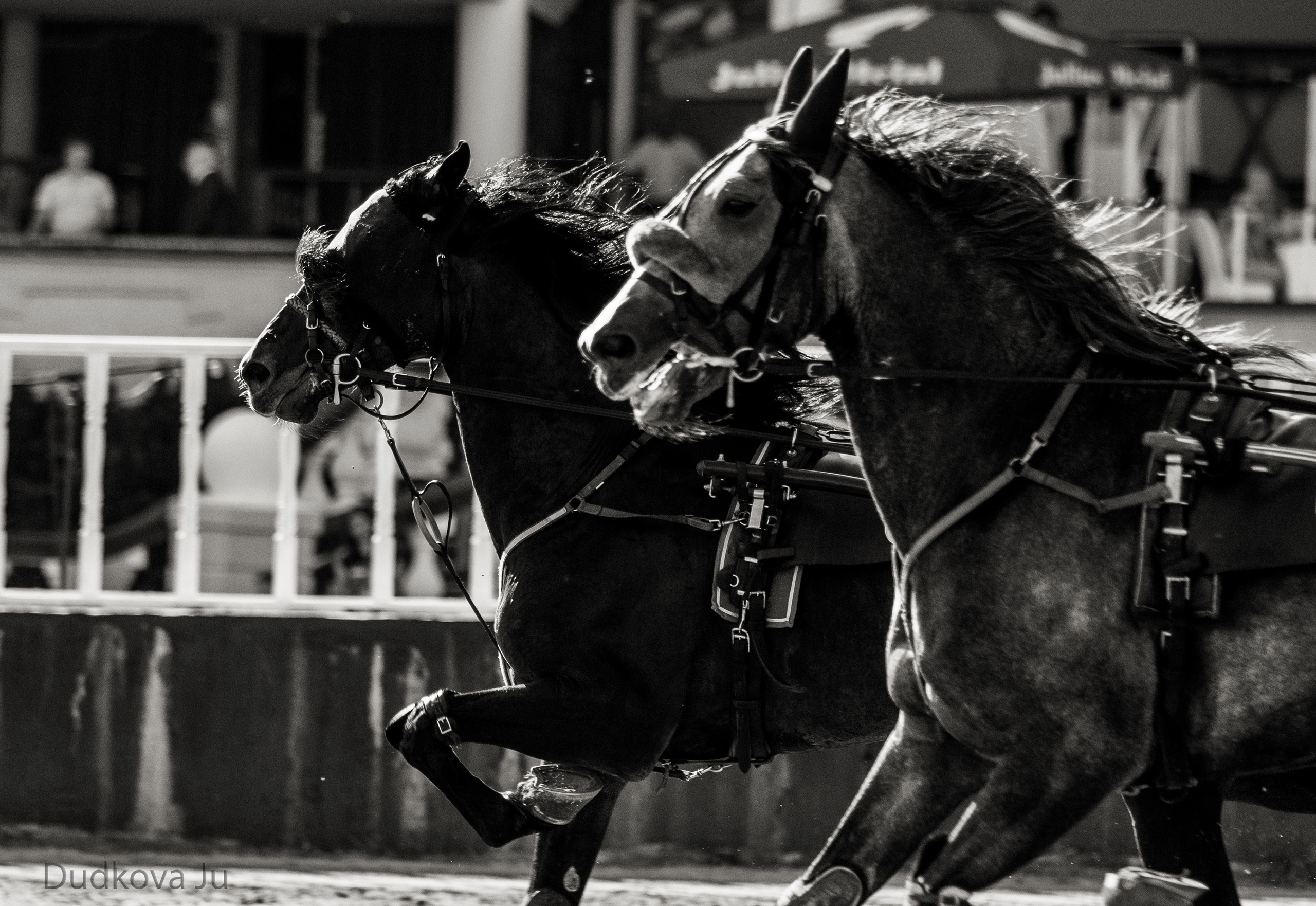 Ипподром. Фотограф в Москве Дудкова Юлия