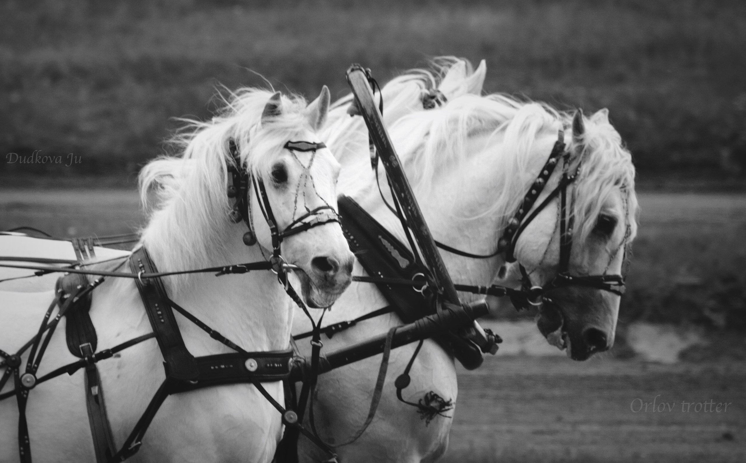 Ипподром. Фотограф в Москве Дудкова Юлия