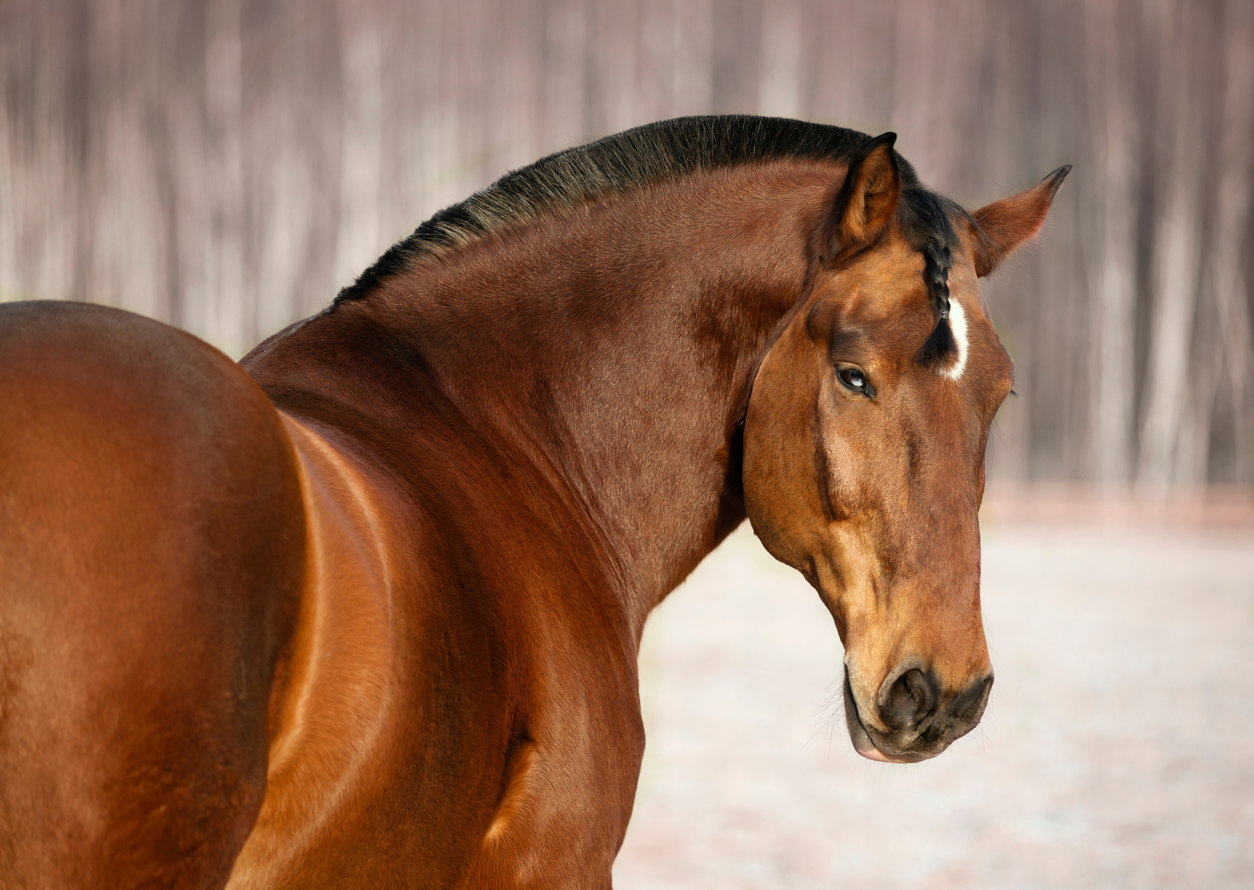 Другие лошади. Фотограф в Москве Дудкова Юлия