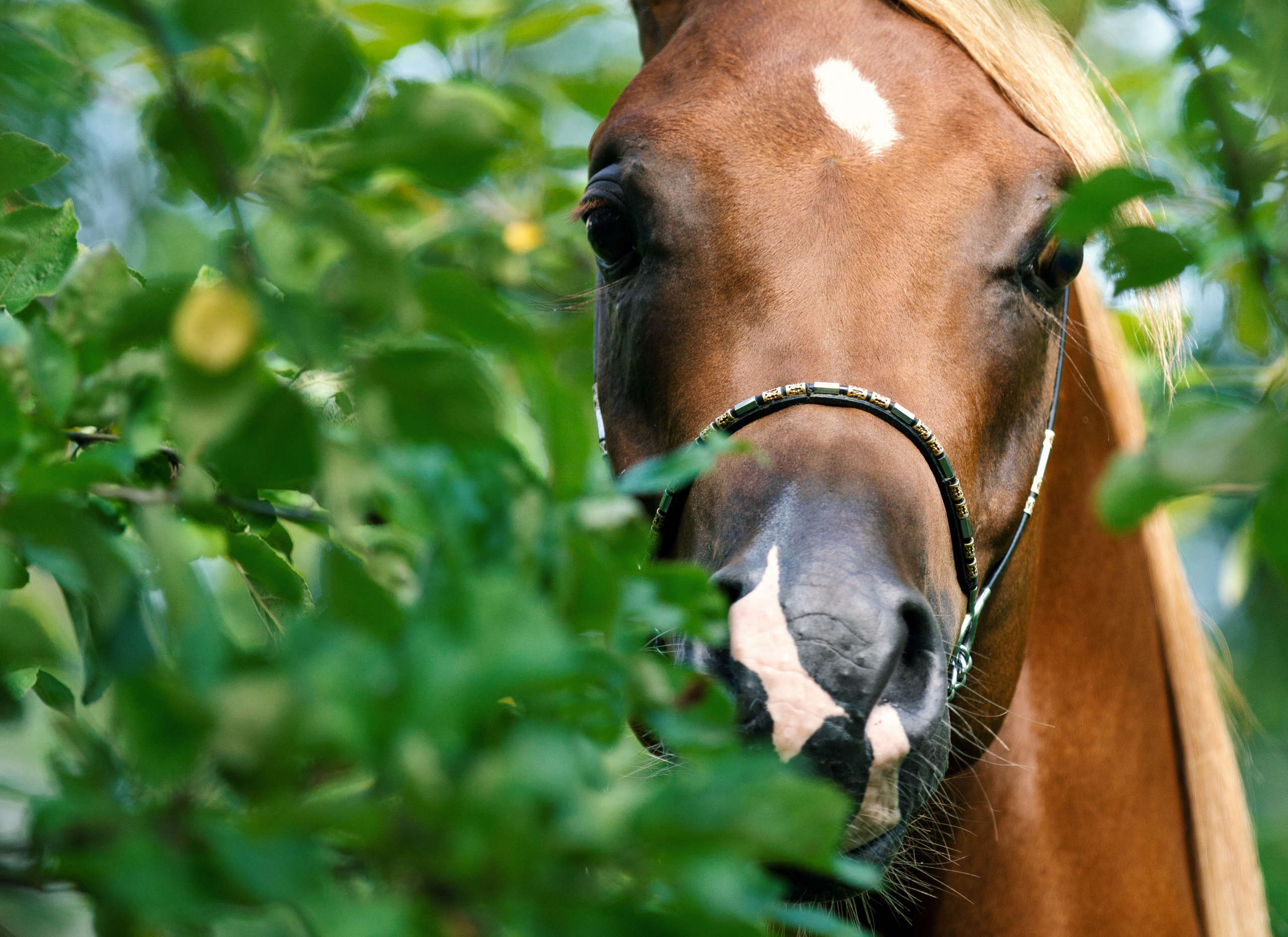 Арабские лошади. Фотограф в Москве Дудкова Юлия