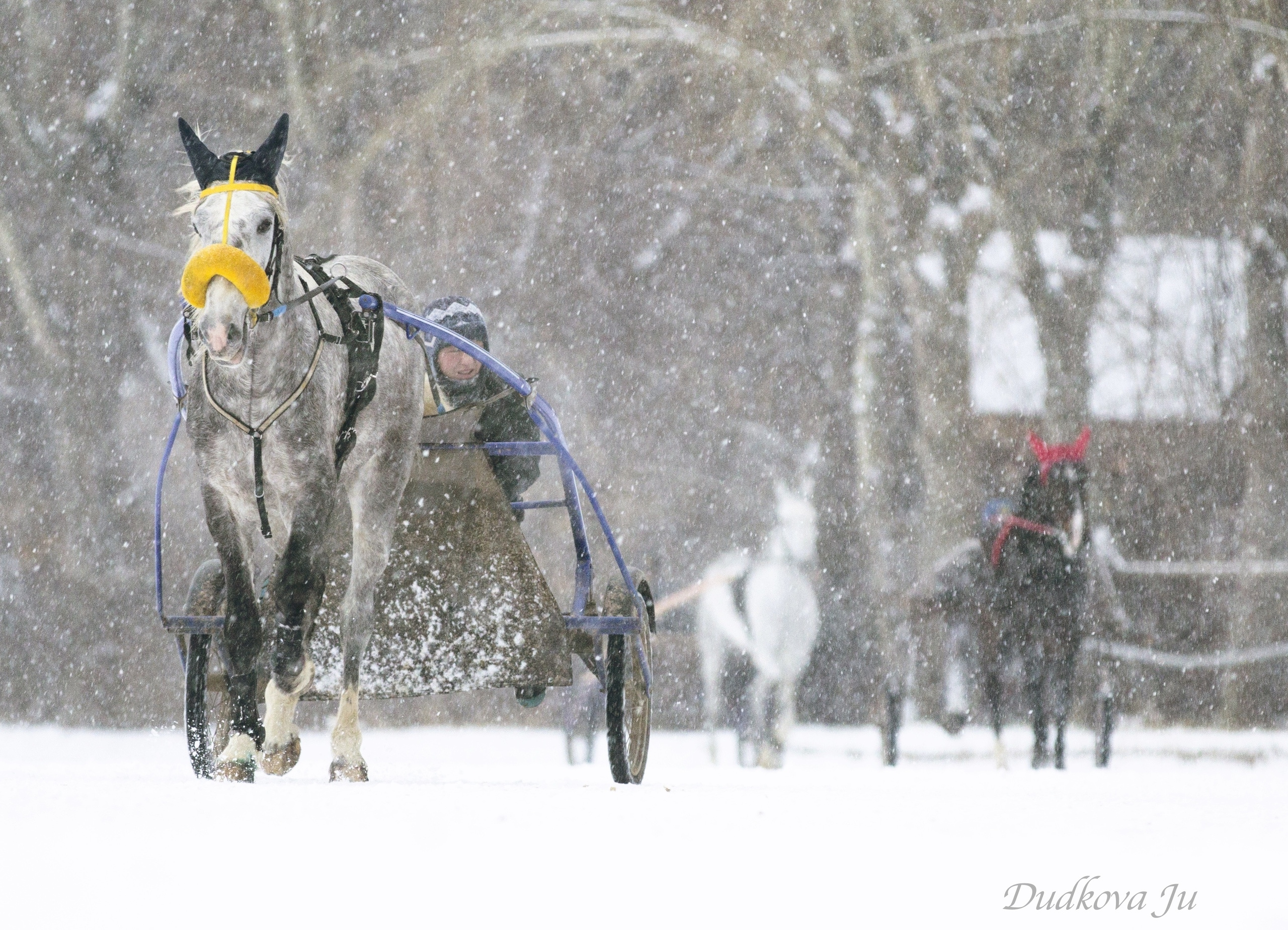 Ипподром. Фотограф в Москве Дудкова Юлия