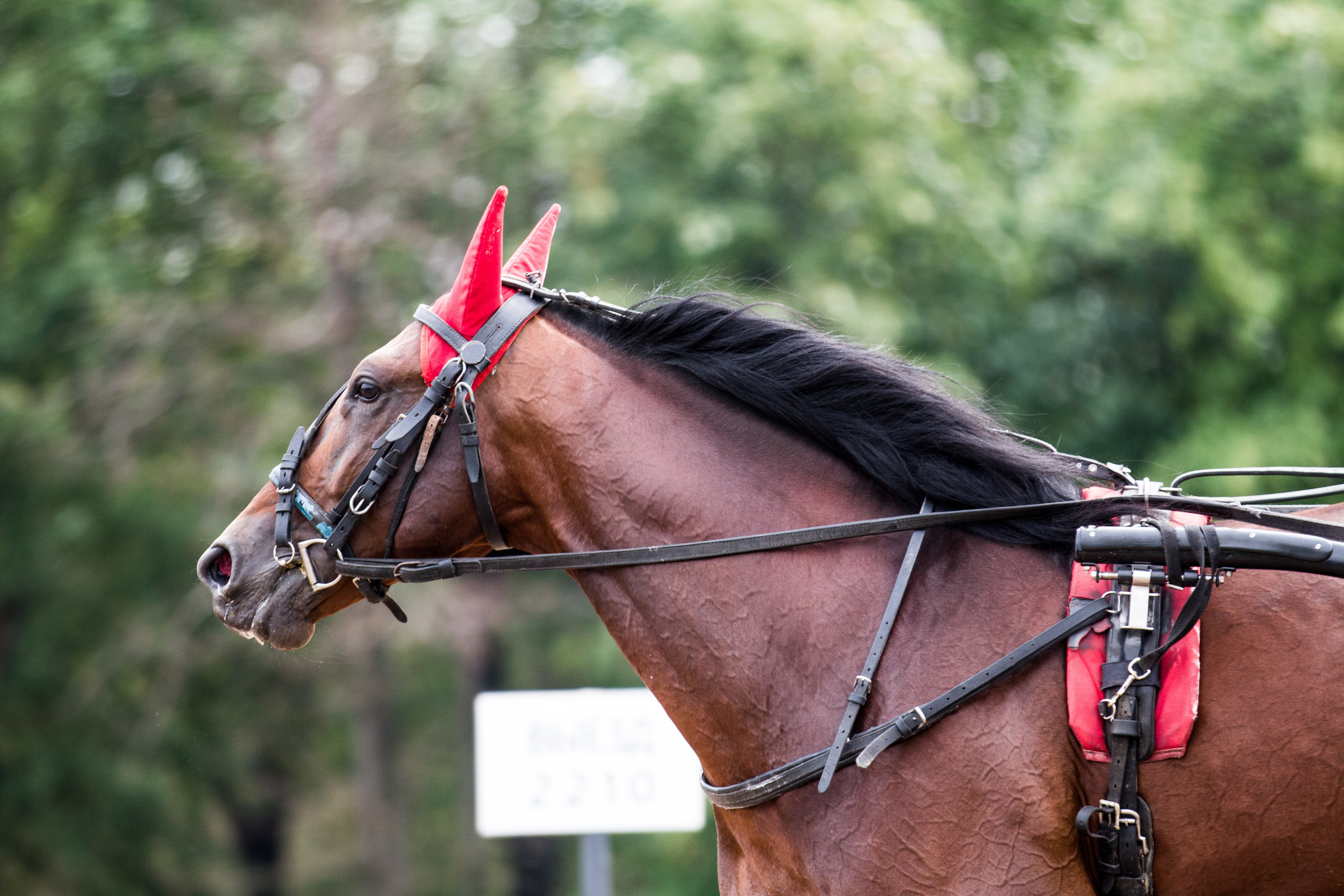 Ипподром. Фотограф в Москве Дудкова Юлия