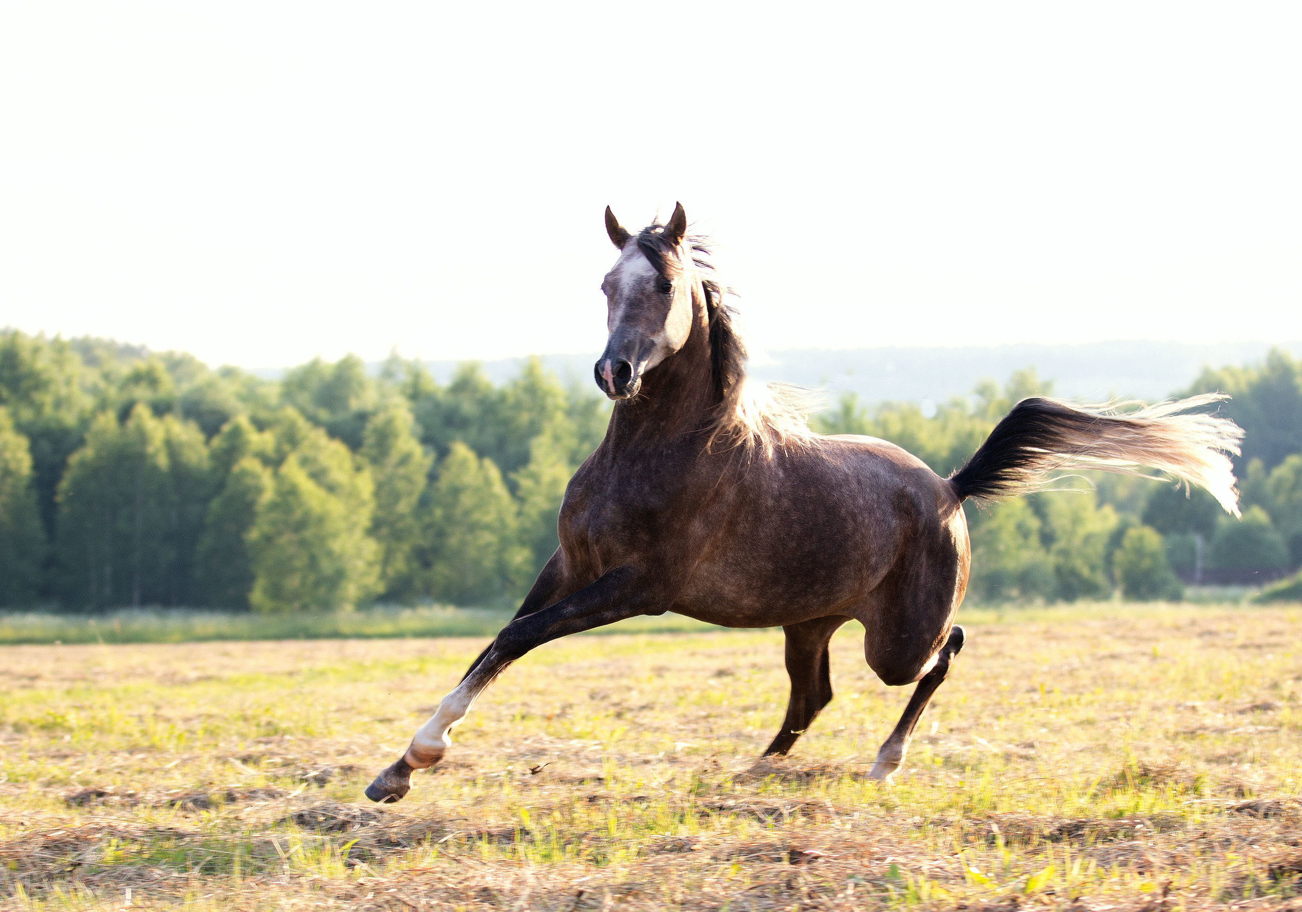 Арабские лошади. Фотограф в Москве Дудкова Юлия