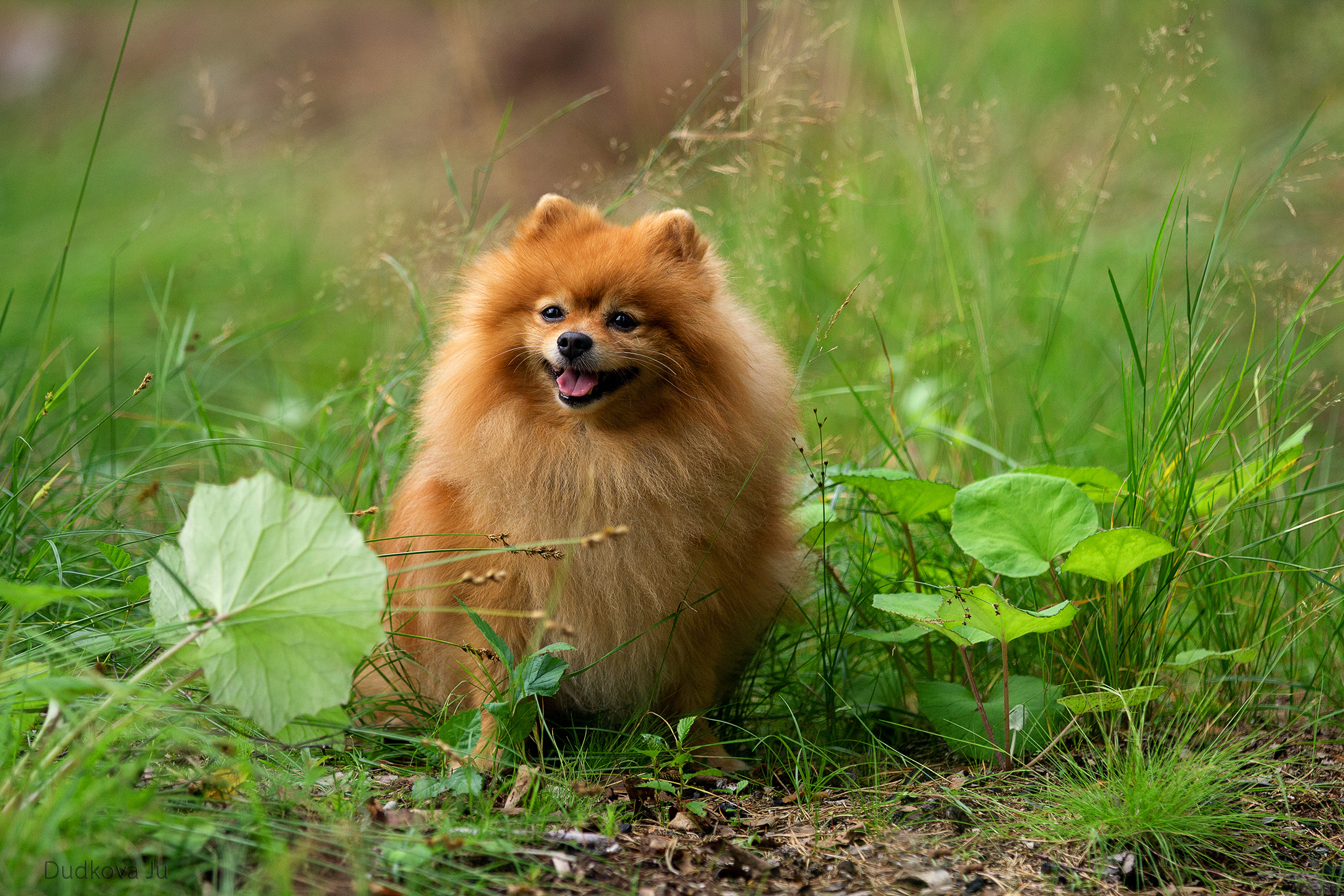 Собаки. Фотограф в Москве Дудкова Юлия