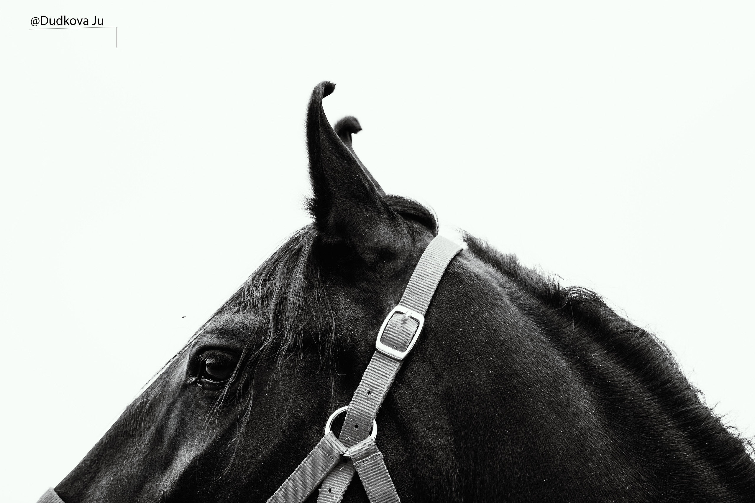 Другие лошади. Фотограф в Москве Дудкова Юлия